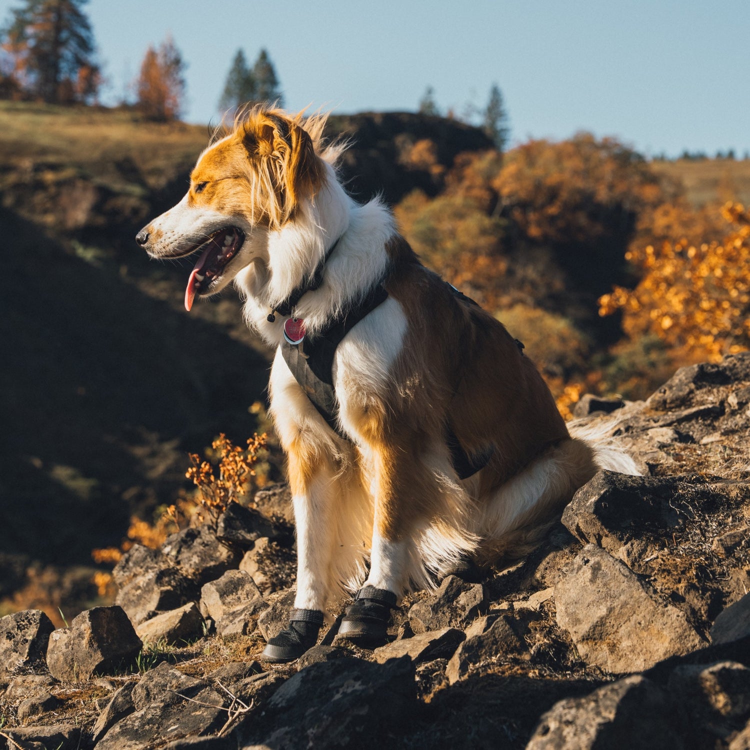 Ruffwear Ridgeline Hundeschuhe – Robuster Pfotenschutz für anspruchsvolle Trails und raues Gelände - Woofshack