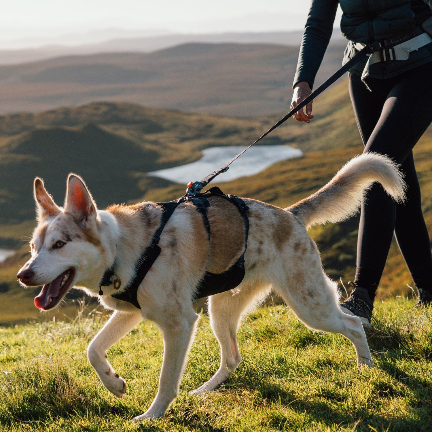 Ruffwear Ridgeline Leash – Reflektierende Hundeleine mit Crux Karabiner für sichere Abenteuer bei Tag und Nacht - Woofshack