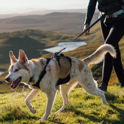Ruffwear Ridgeline Leash – Reflektierende Hundeleine mit Crux Karabiner für sichere Abenteuer bei Tag und Nacht - Woofshack