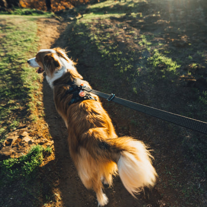 Ruffwear Ridgeline Leash – Reflektierende Hundeleine mit Crux Karabiner für sichere Abenteuer bei Tag und Nacht - Woofshack