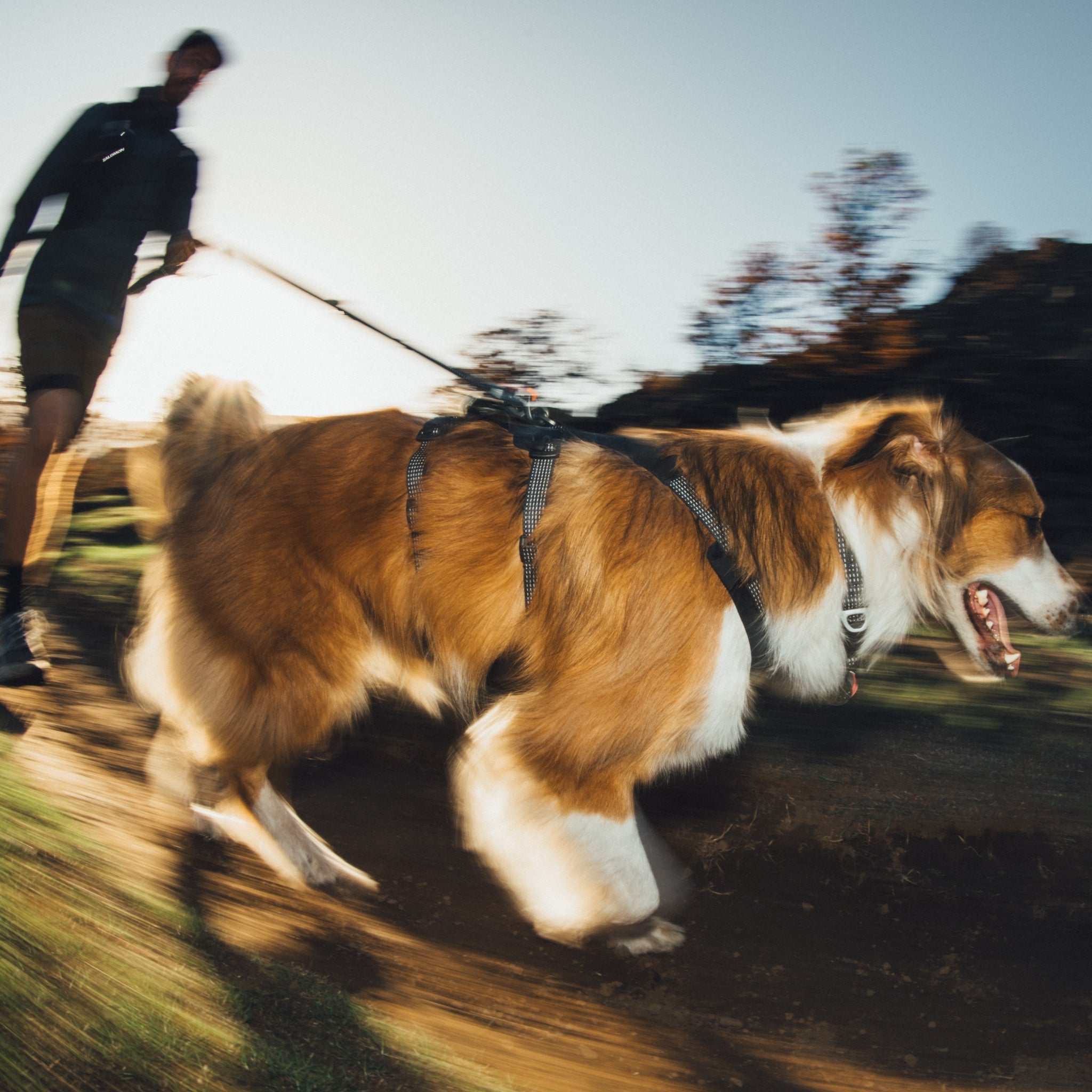Ruffwear Ridgeline Leash – Reflektierende Hundeleine mit Crux Karabiner für sichere Abenteuer bei Tag und Nacht - Woofshack