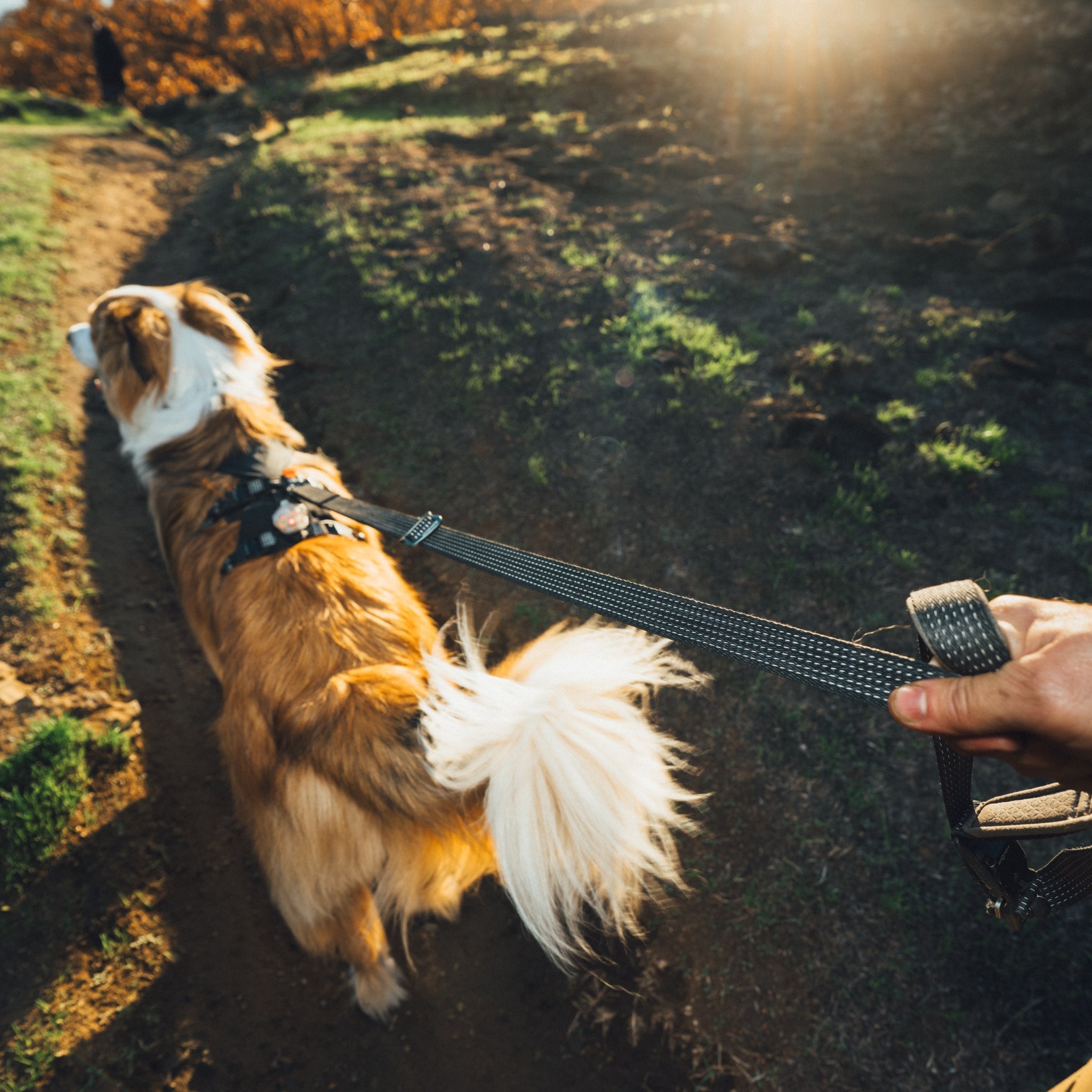 Ruffwear Ridgeline Leash – Reflektierende Hundeleine mit Crux Karabiner für sichere Abenteuer bei Tag und Nacht - Woofshack