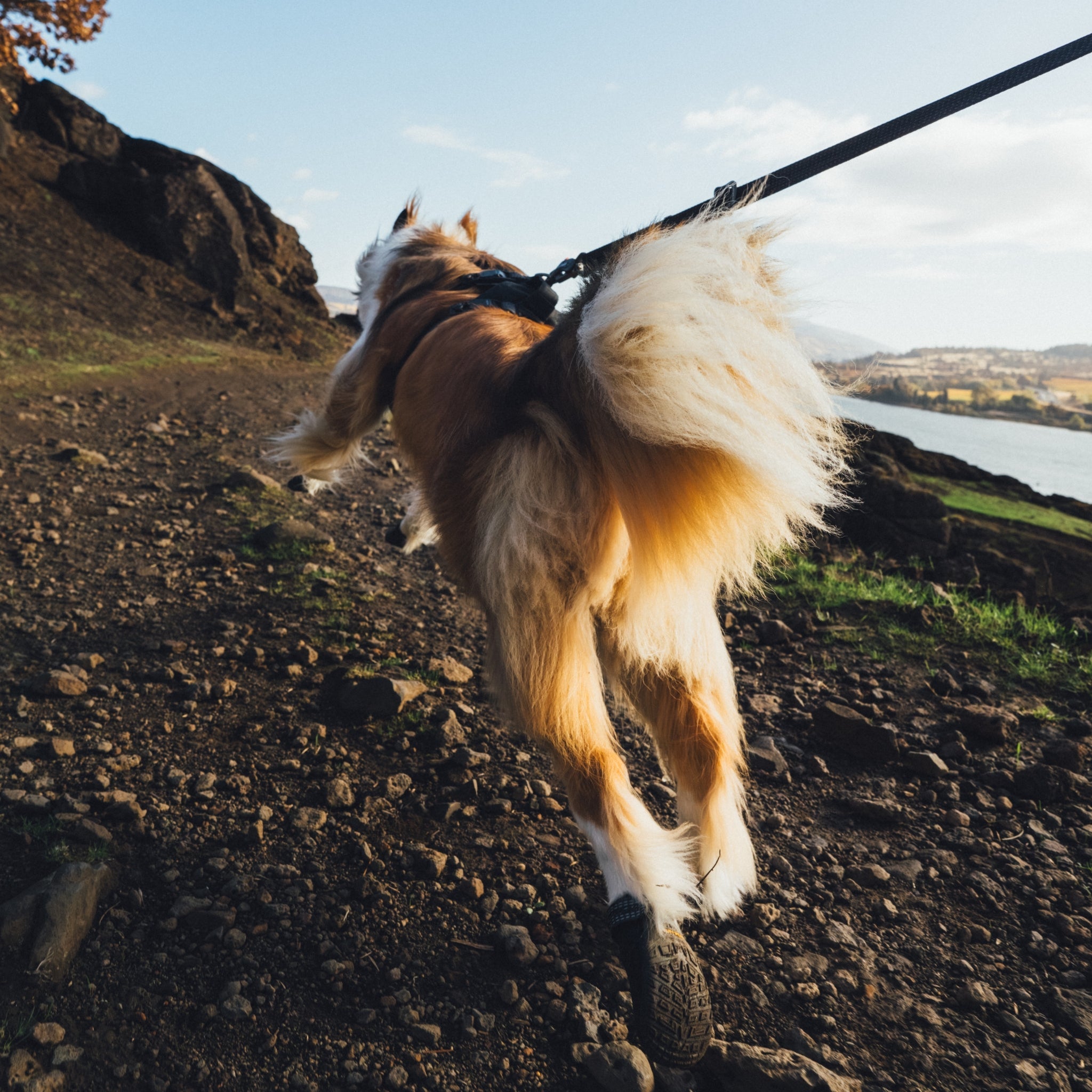 Ruffwear Ridgeline Leash – Reflektierende Hundeleine mit Crux Karabiner für sichere Abenteuer bei Tag und Nacht - Woofshack