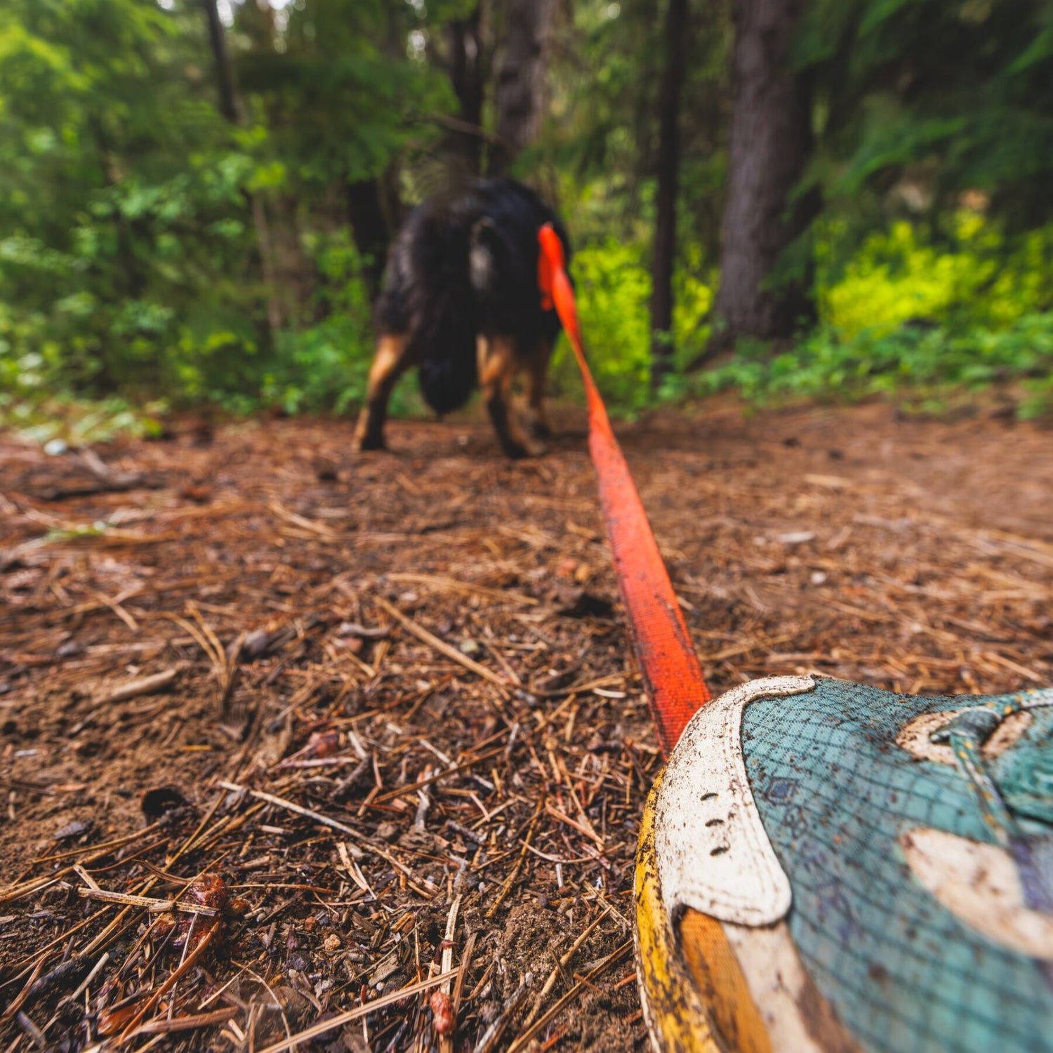 Ruffwear Rogue Long Line – Schleppleine 6,1 Meter für Rückruftraining, Freilauf &amp; Geländeeinsatz mit verriegelbarem Karabiner
