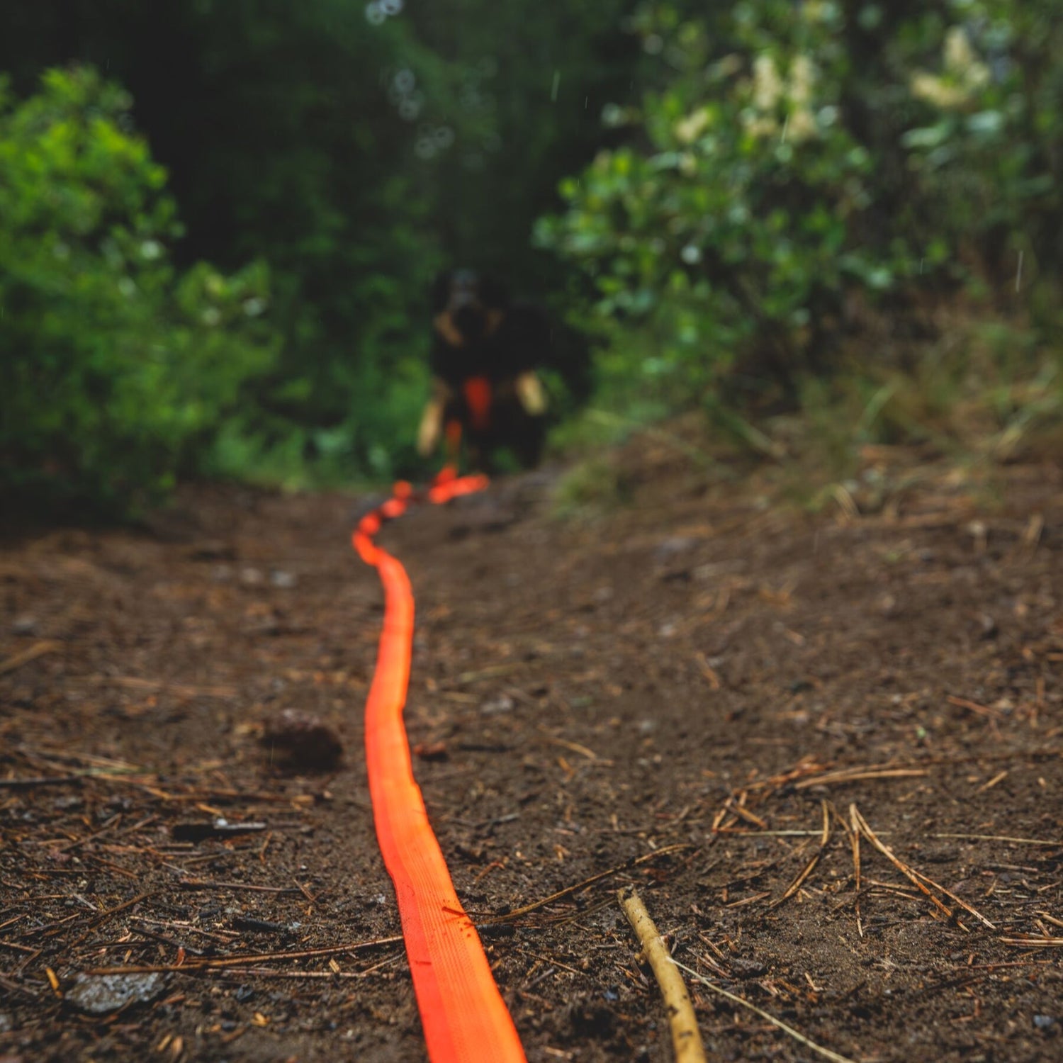 Ruffwear Rogue Long Line – Schleppleine 6,1 Meter für Rückruftraining, Freilauf &amp; Geländeeinsatz mit verriegelbarem Karabiner - Woofshack
