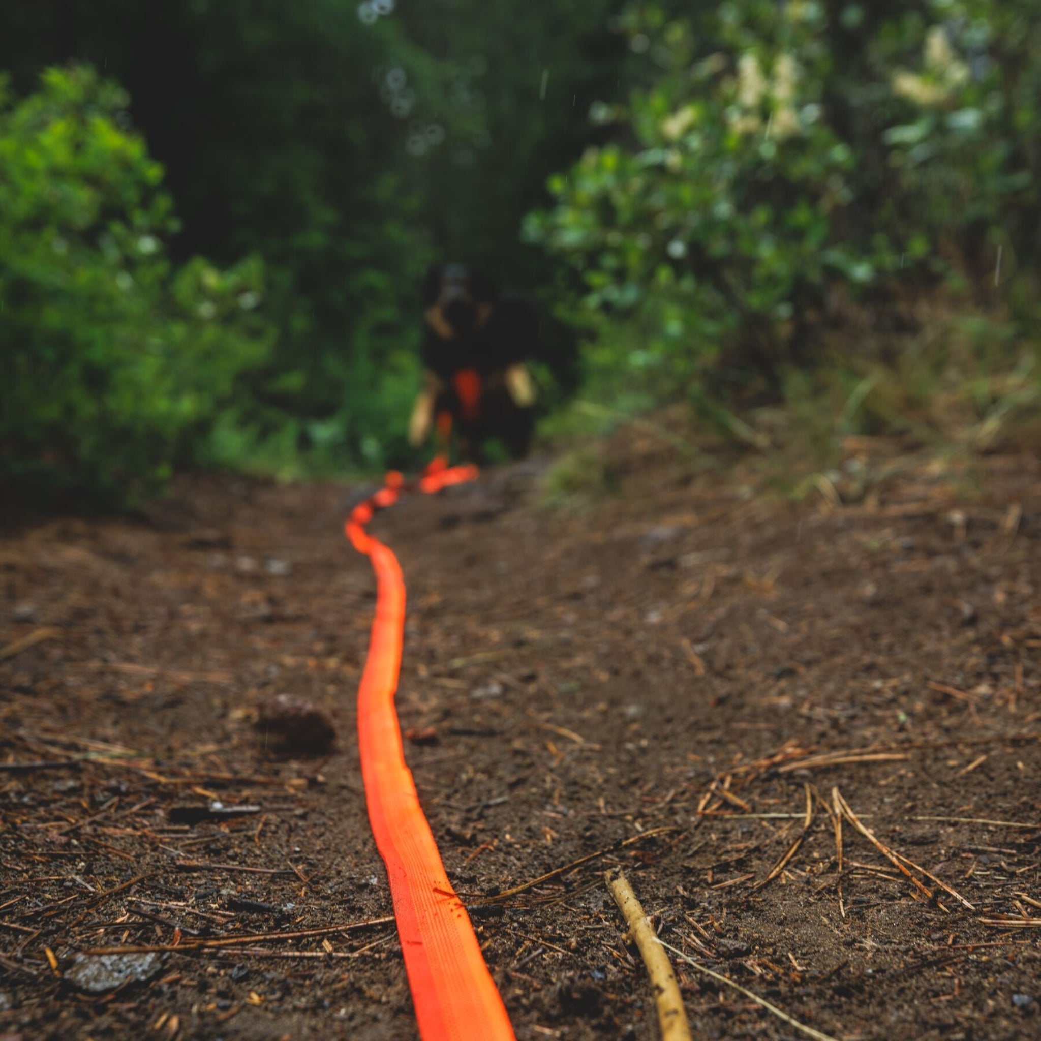Ruffwear Rogue Long Line – Schleppleine 6,1 Meter für Rückruftraining, Freilauf &amp; Geländeeinsatz mit verriegelbarem Karabiner - Woofshack