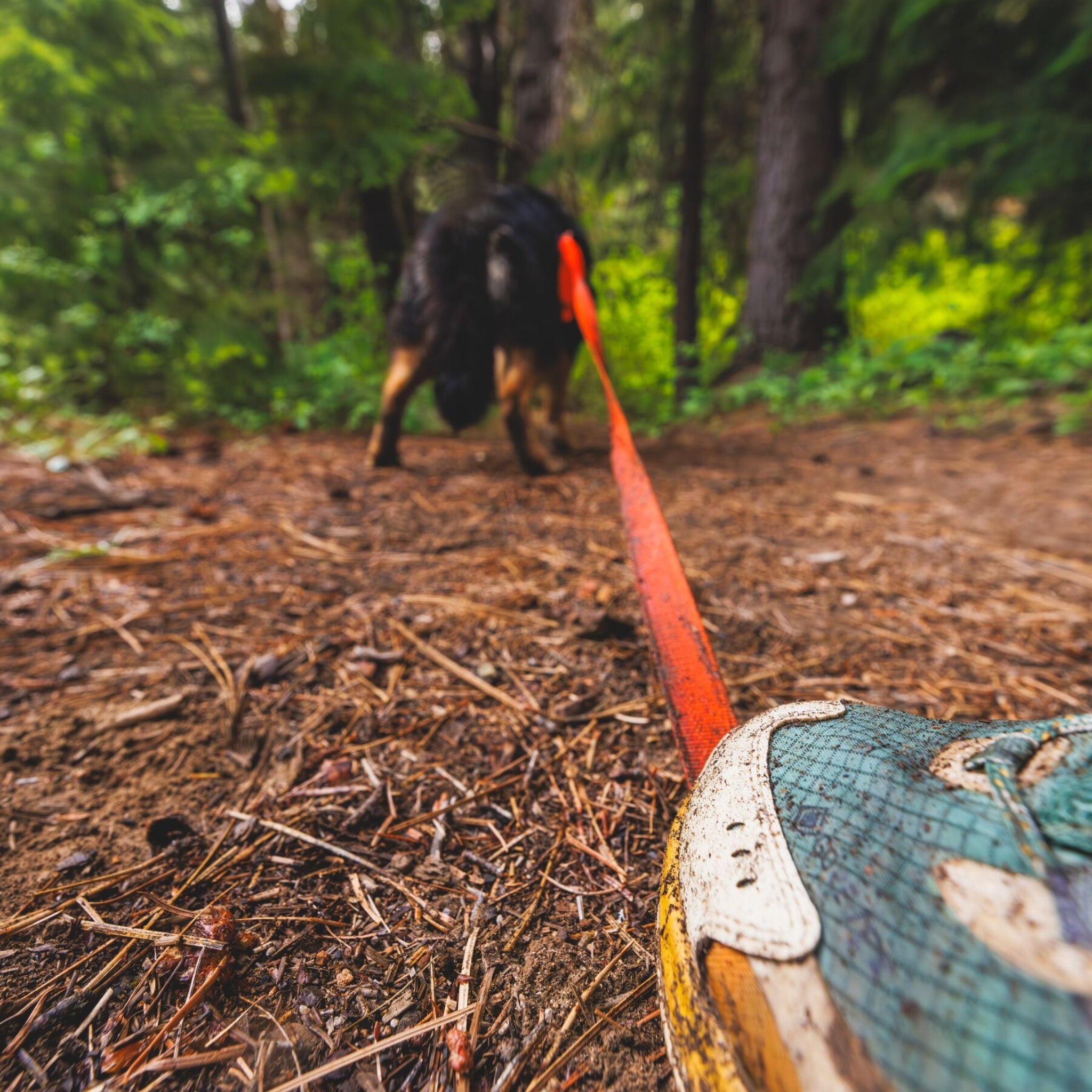 Ruffwear Rogue Long Line – Schleppleine 6,1 Meter für Rückruftraining, Freilauf &amp; Geländeeinsatz mit verriegelbarem Karabiner - Woofshack