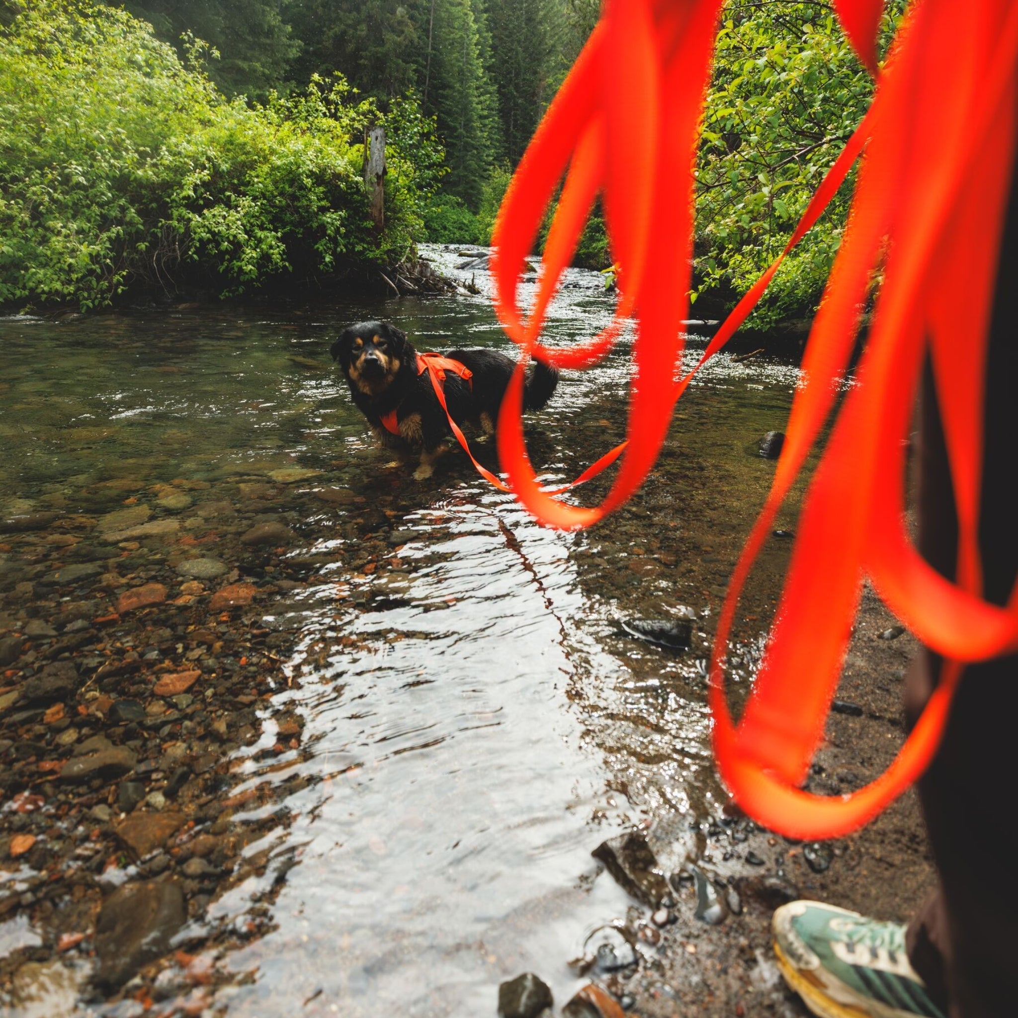 Ruffwear Rogue Long Line – Schleppleine 6,1 Meter für Rückruftraining, Freilauf &amp; Geländeeinsatz mit verriegelbarem Karabiner - Woofshack