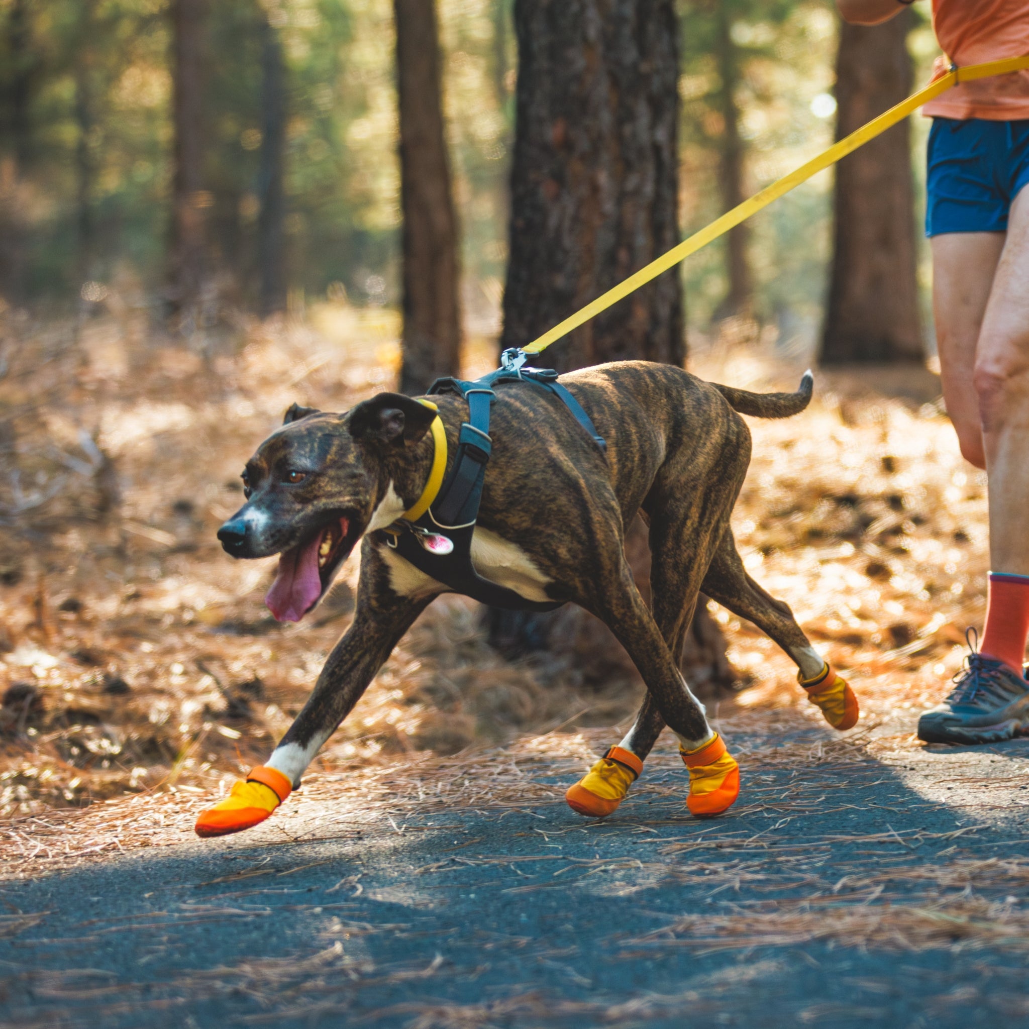 Ruffwear Summit Trex Hundeschuhe – Ultimativer Pfotenschutz mit rutschfester Sohle für Wanderungen, Stadt &amp; Alltag bei jedem Wetter