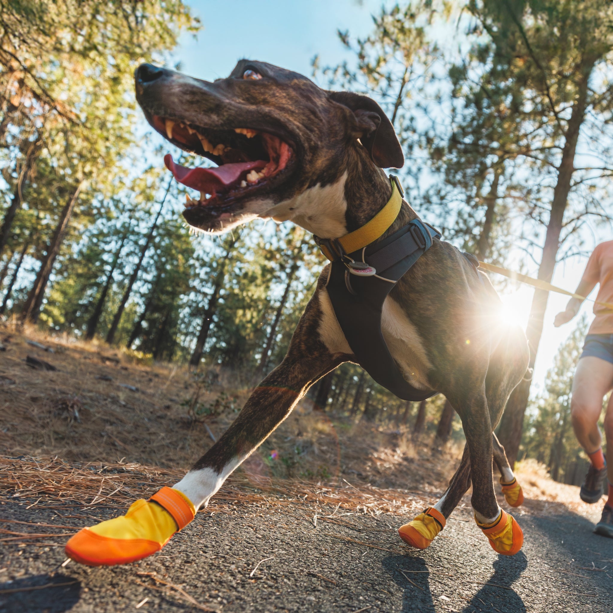Ruffwear Summit Trex Hundeschuhe – Ultimativer Pfotenschutz mit rutschfester Sohle für Wanderungen, Stadt &amp; Alltag bei jedem Wetter