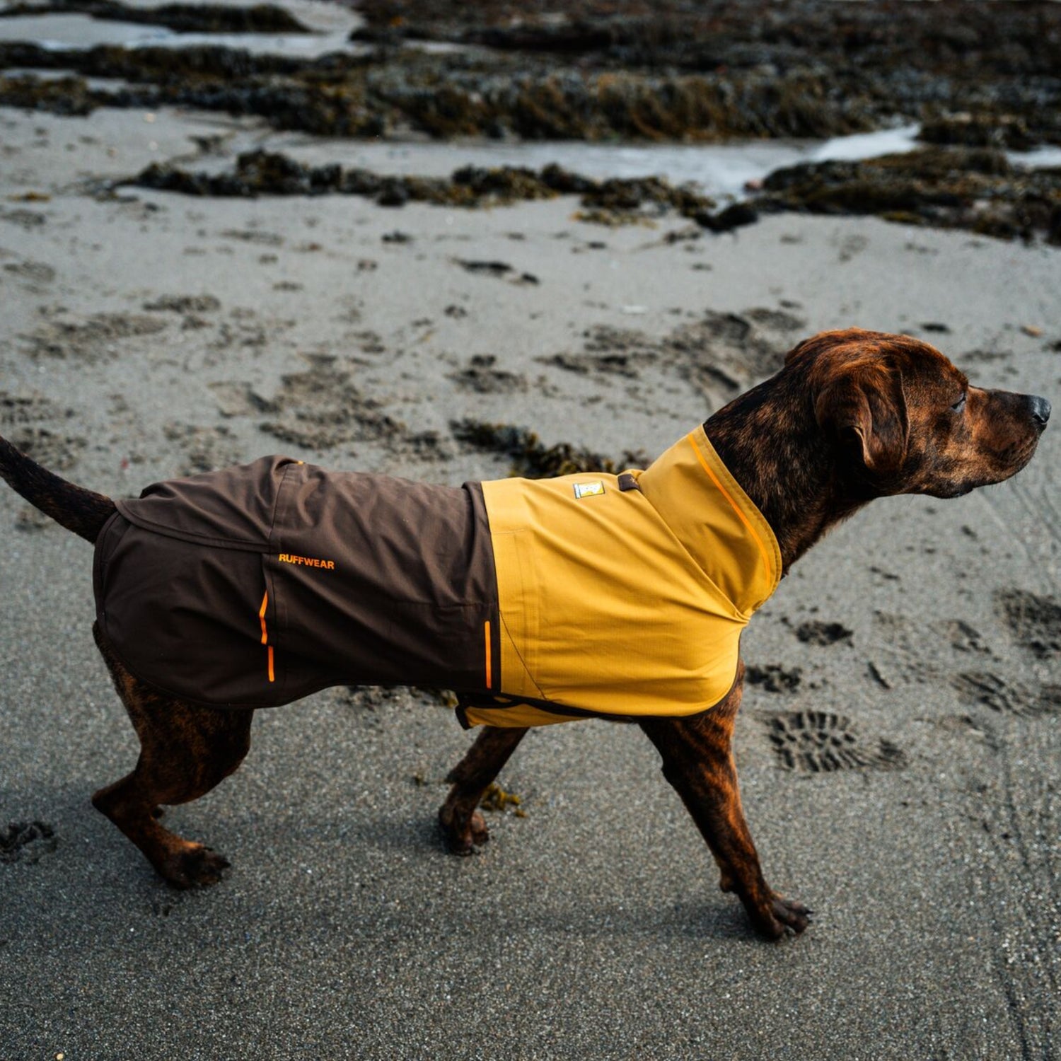 Ruffwear Sun Shower Hundemantel – Wasserdichter Outdoor-Regenmantel für Hunde | Schützt bei Wind &amp; Wetter, Sturm &amp; Schnee | Trockener Hund, glücklicher Mensch