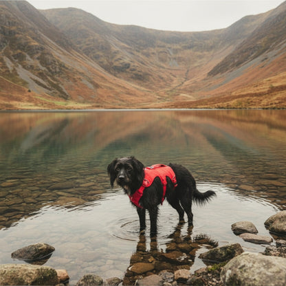 Ruffwear Web Master Hundegeschirr – Ausbruchsicheres 5-Punkt-Sicherheitsgeschirr