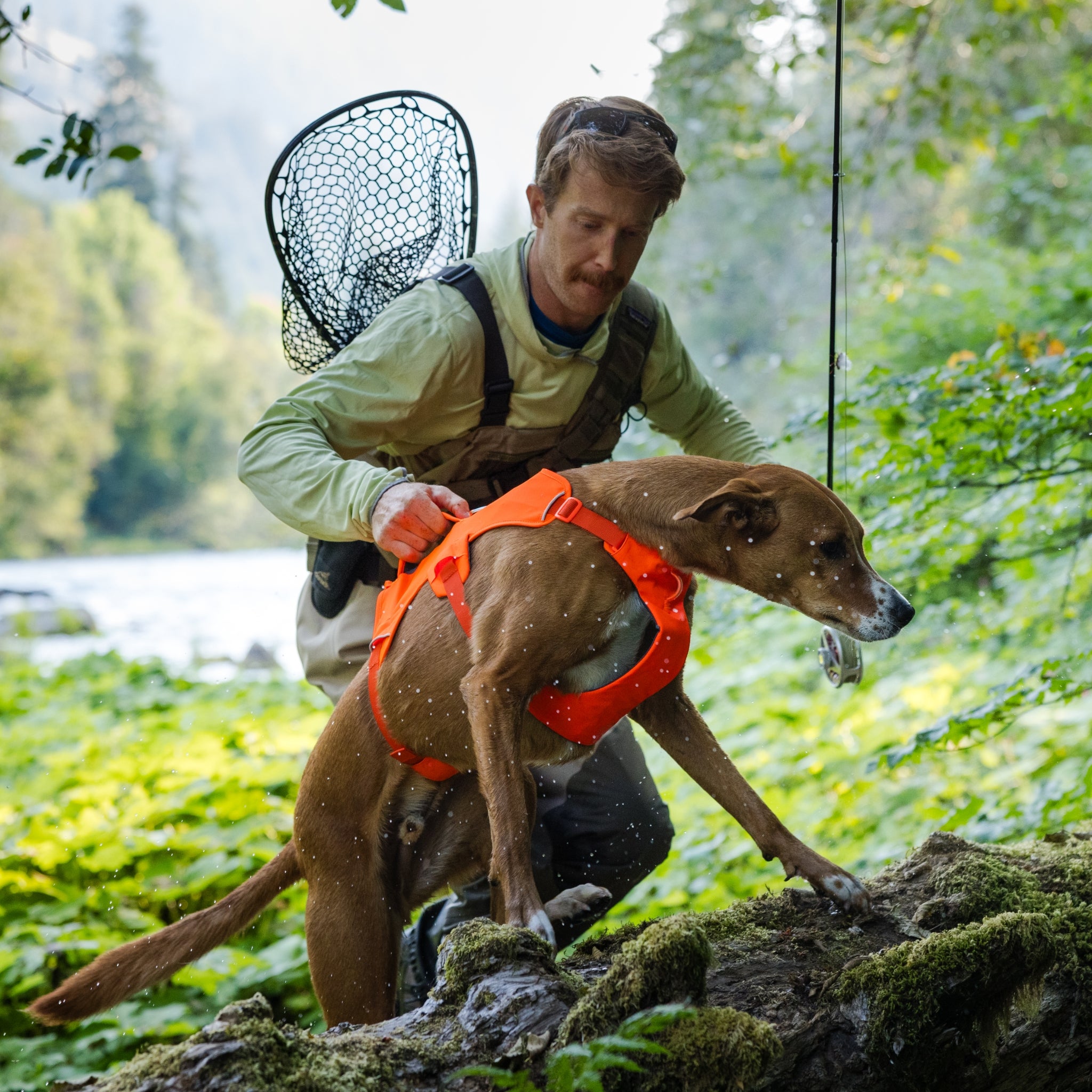 Ruffwear Web Master Harness Hundegeschirr – Ausbruchsicheres Premium-Sicherheitsgeschirr mit 5 Anpassungspunkten für maximale Kontrolle bei Wanderungen, Training &amp; Alltag