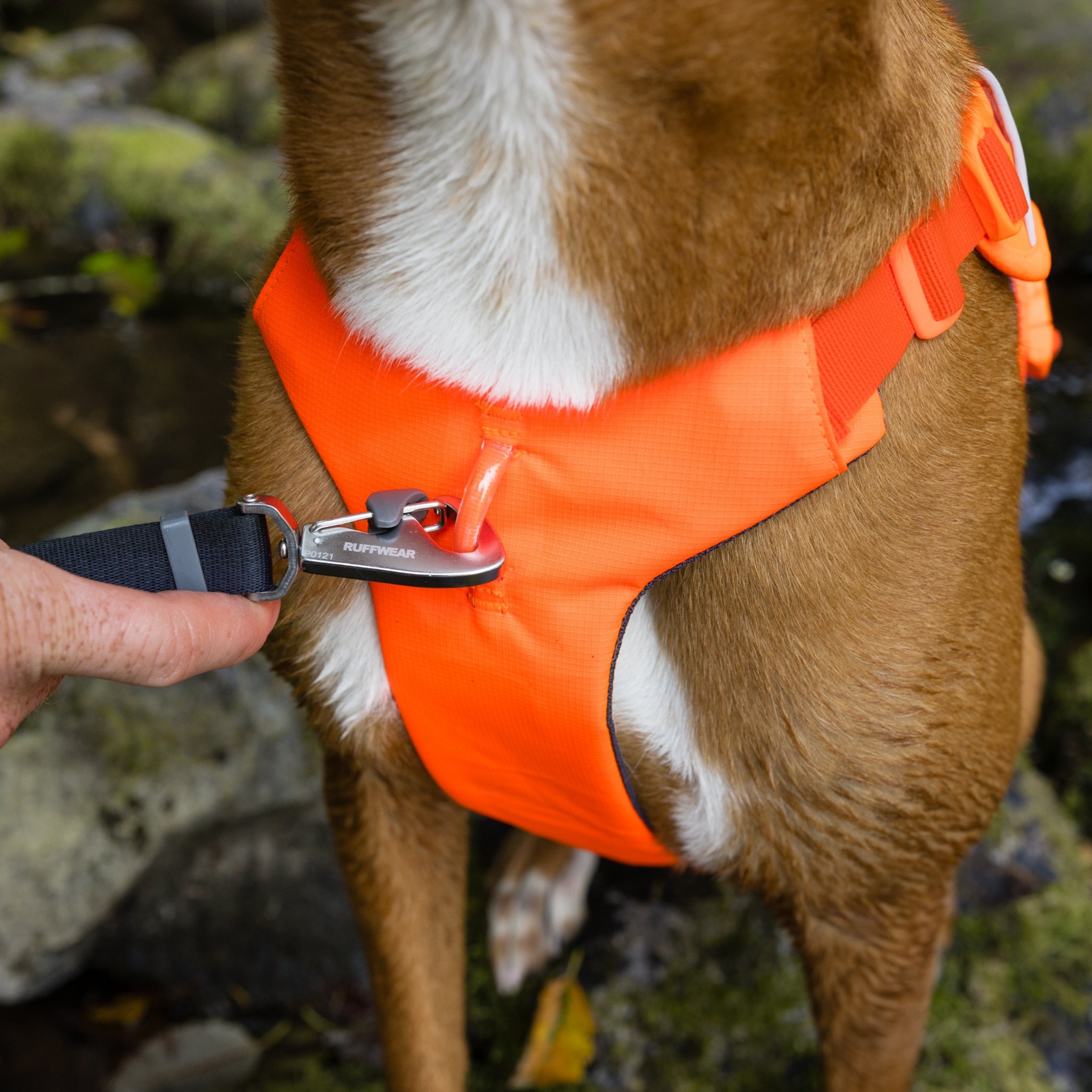 Ruffwear Web Master Harness Hundegeschirr – Ausbruchsicheres Premium-Sicherheitsgeschirr mit 5 Anpassungspunkten für maximale Kontrolle bei Wanderungen, Training &amp; Alltag