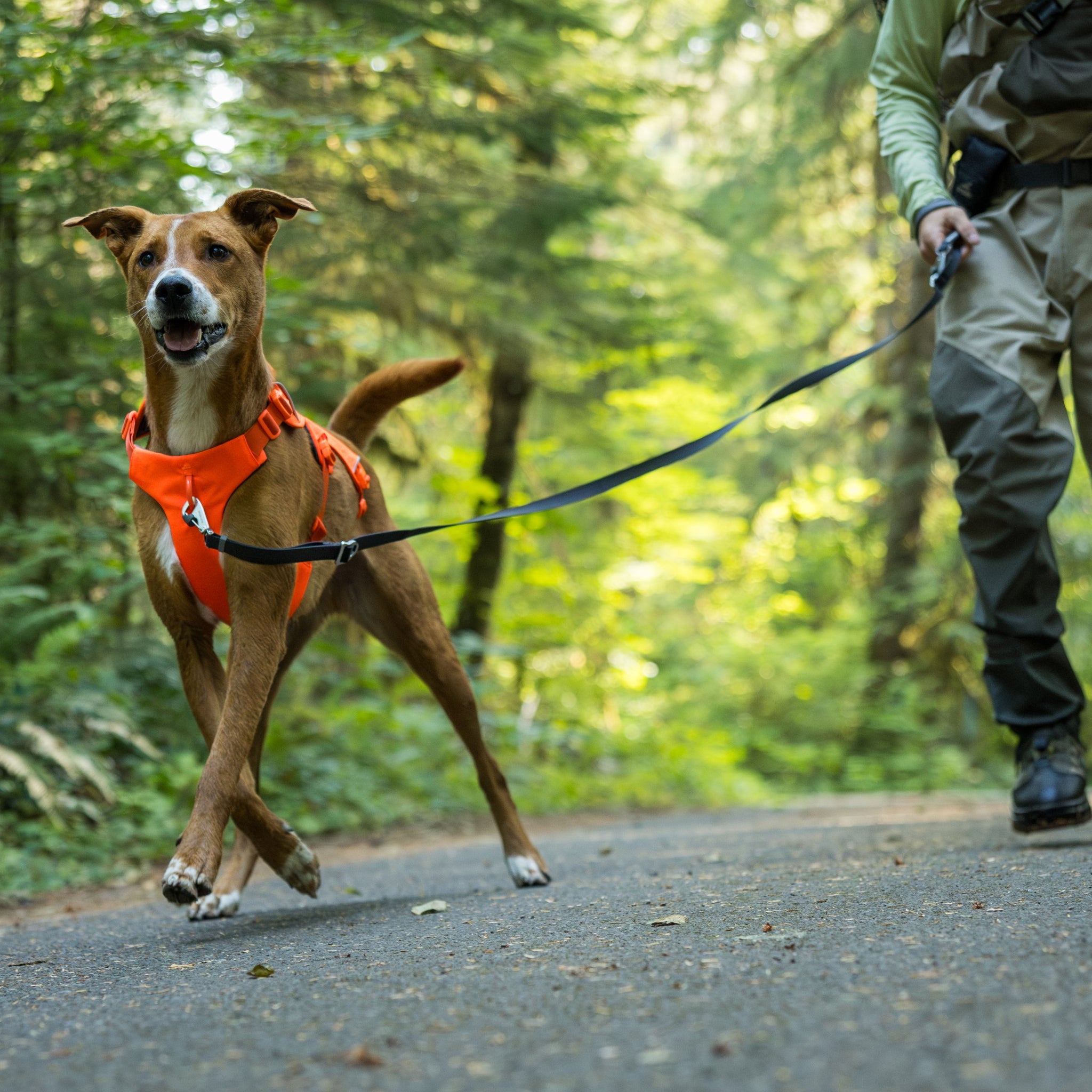 Ruffwear Web Master Hundegeschirr – Ausbruchsicheres 5-Punkt-Sicherheitsgeschirr