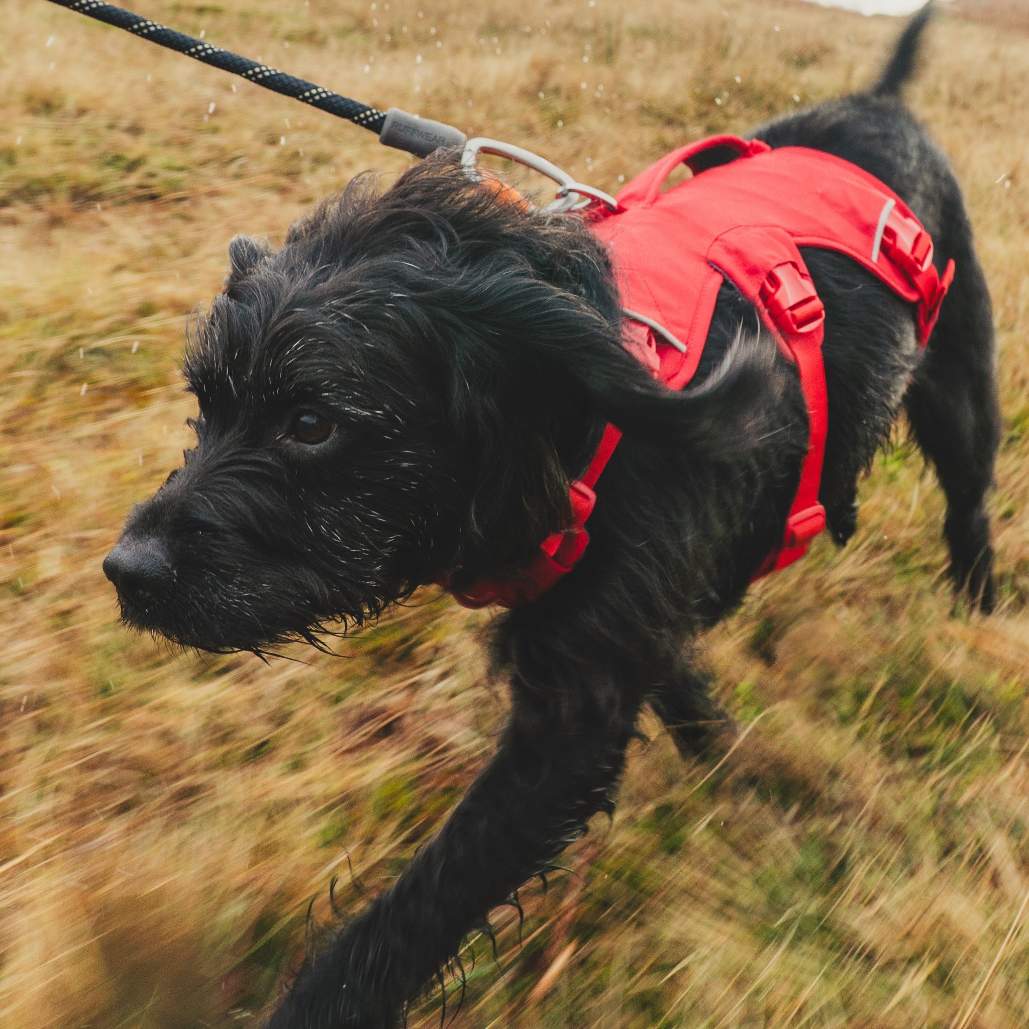 Ruffwear Web Master Hundegeschirr – Sicherer Halt für Abenteuer - Woofshack