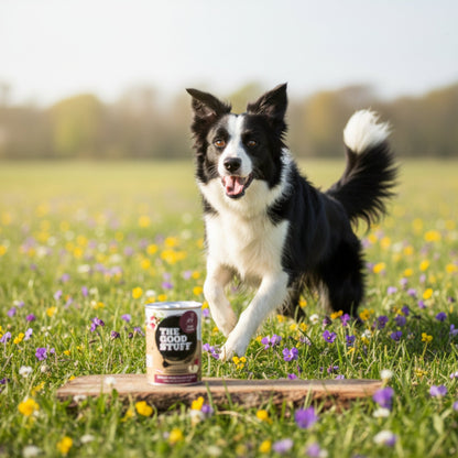 The Goodstuff Hunde Nassfutter Wild mit Preiselbeeren &amp; Apfel – 70% Fleischanteil, getreidefrei, natürlich &amp; gesund für alle Rassen - Woofshack