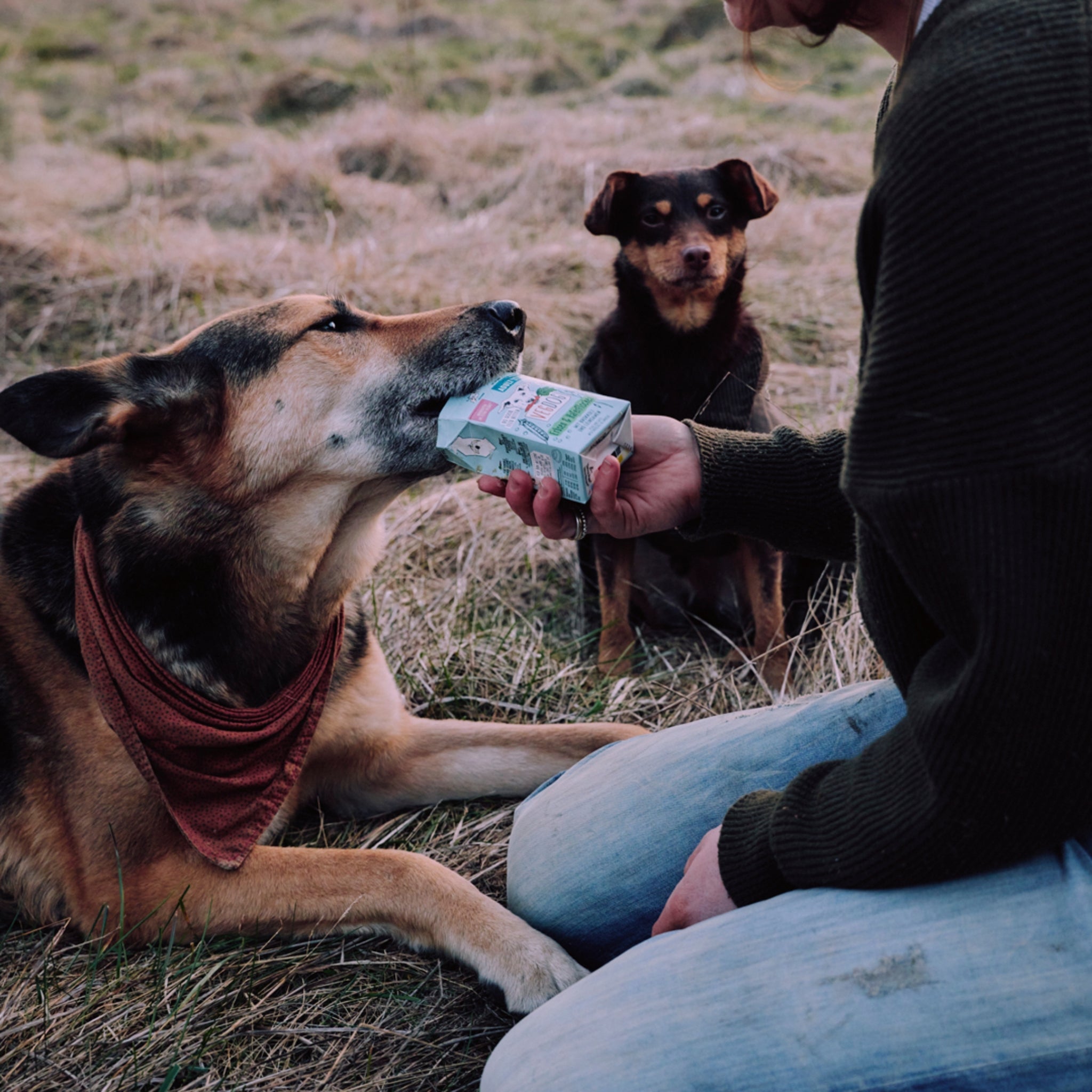 VEGDOG Adult Erbsen &amp; Haferflocken, Hunde Nassfutter - Woofshack