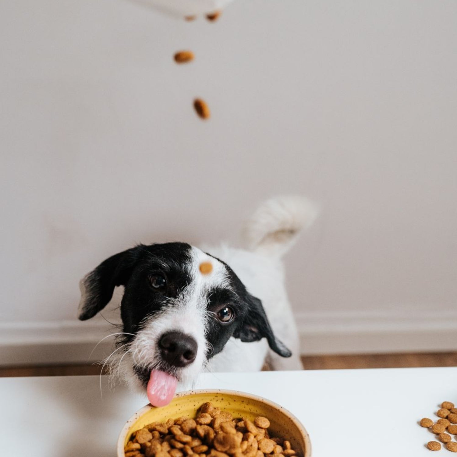 VEGDOG Adult Simply Crunch, Veganes Hunde Trockenfutter