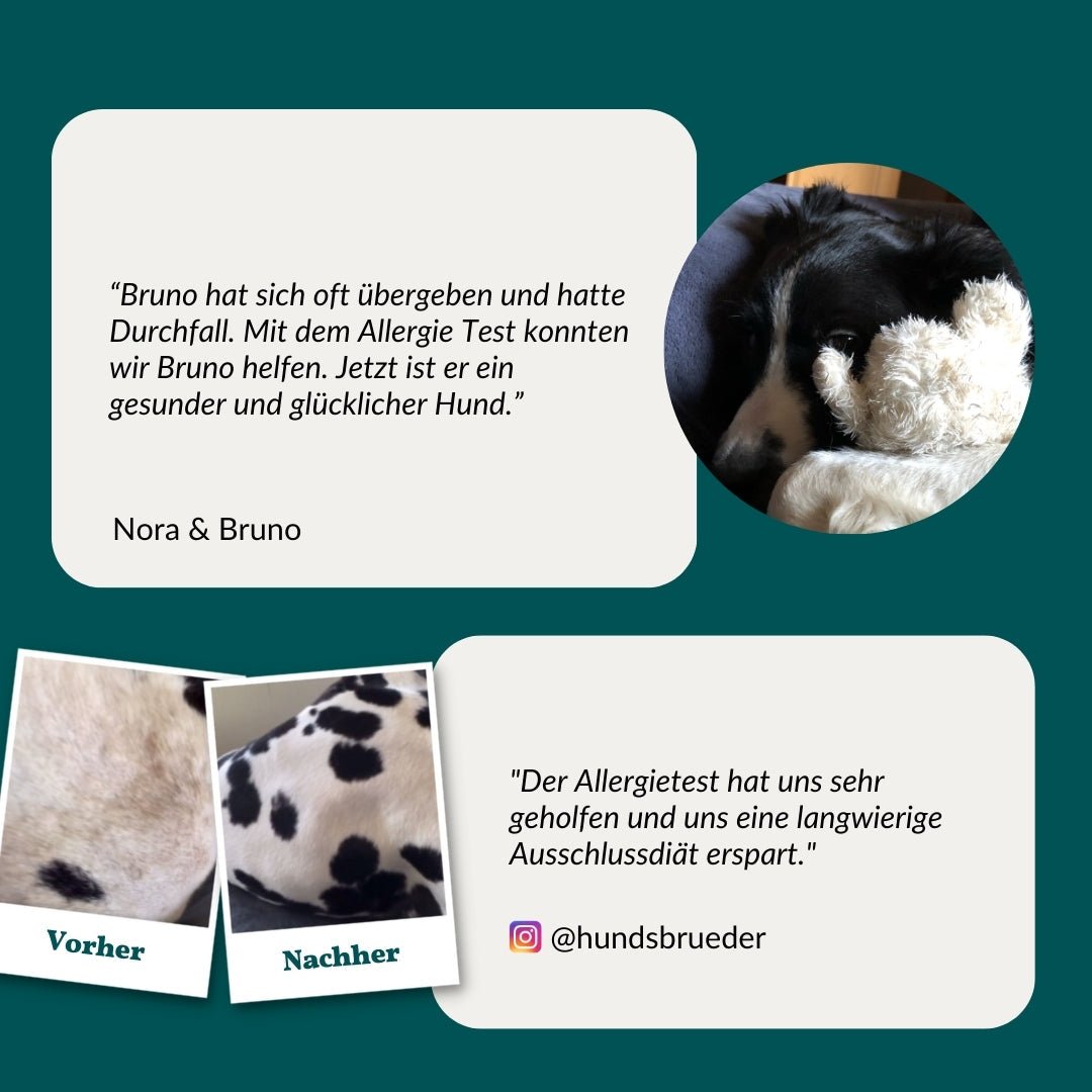 Vetevo Allergietest Konservierungsstoffe Hund – Endlich Klarheit bei Juckreiz, Durchfall &amp; Pfotenlecken | 42 Unverträglichkeiten testen - Woofshack