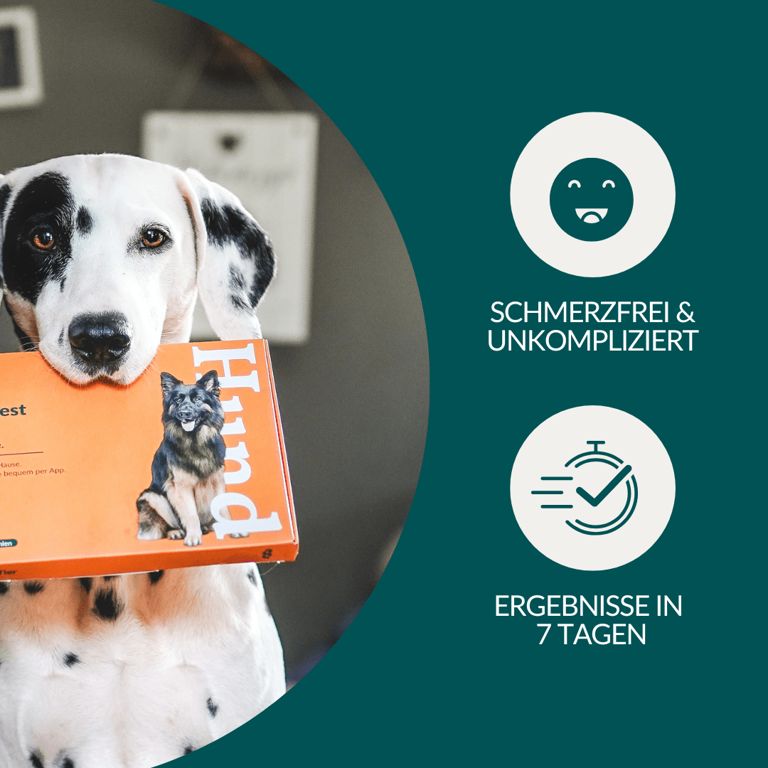 Vetevo Allergietest Konservierungsstoffe Hund – Endlich Klarheit bei Juckreiz, Durchfall &amp; Pfotenlecken | 42 Unverträglichkeiten testen - Woofshack