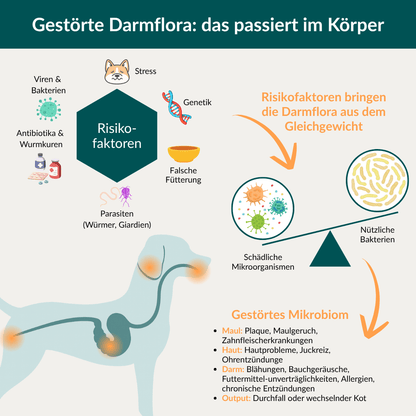 Vetevo Darmflora Test Basic für Hunde – Bakterienprofil, pH-Wert &amp; Futterrückstände analysieren | Bei Durchfall, Hautproblemen, Maulgeruch &amp; Allergien | Ergebnisse in 24h direkt aufs Handy - Woofshack