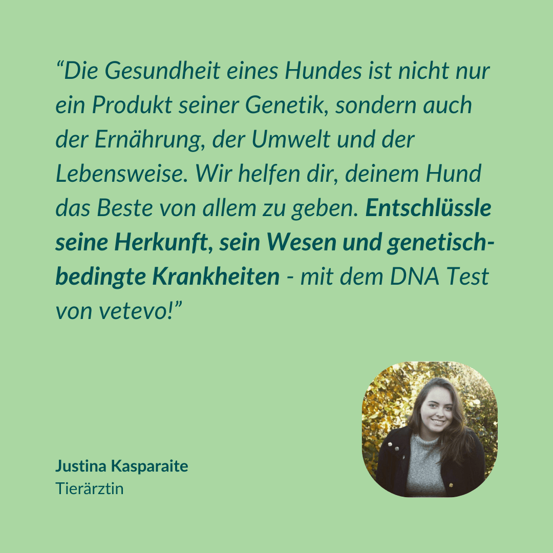 Vetevo DNA Test Hund Pro + MDR1 + Erbkrankheiten – Rassebestimmung für 350+ Rassen, 175 Erbkrankheiten &amp; MDR-1 Gendefekt – Das vollständige Gesundheitsprofil für deinen Hund - Woofshack