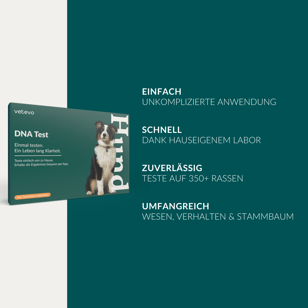 Vetevo DNA Test Hund Pro + MDR1 + Erbkrankheiten – Rassebestimmung für 350+ Rassen, 175 Erbkrankheiten &amp; MDR-1 Gendefekt – Das vollständige Gesundheitsprofil für deinen Hund - Woofshack