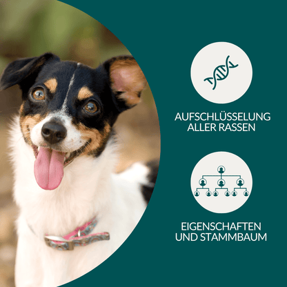 Vetevo DNA Test Hund Pro + MDR1 + Erbkrankheiten – Rassebestimmung für 350+ Rassen, 175 Erbkrankheiten &amp; MDR-1 Gendefekt – Das vollständige Gesundheitsprofil für deinen Hund - Woofshack