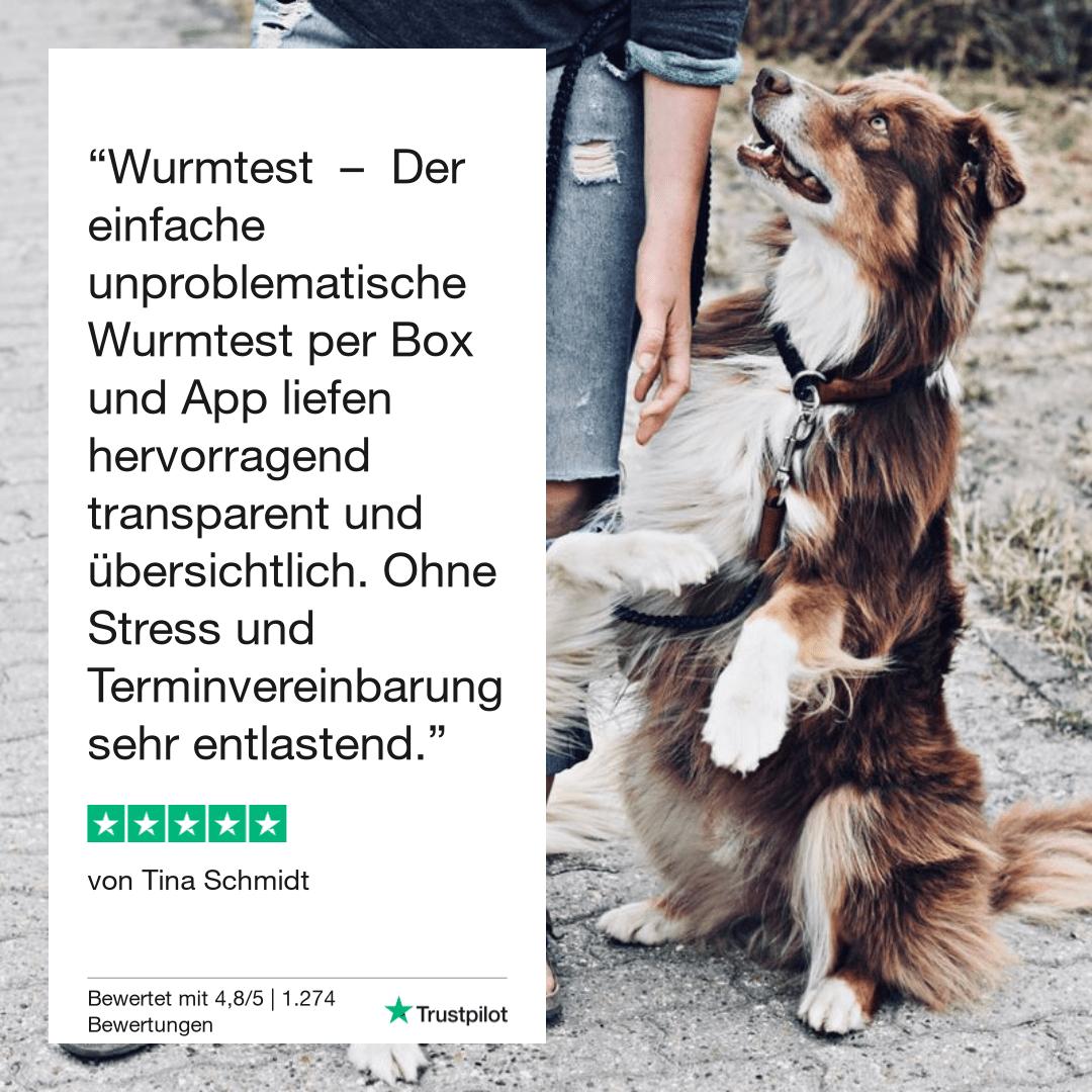 Vetevo Durchfalltest Hund – Schnelle Diagnose bei Durchfall, Erbrechen &amp; Bauchschmerzen | Testet auf Coronaviren, Parvoviren, Giardien &amp; Kryptosporidien - Woofshack