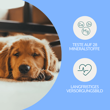 Vetevo Mineralstoff Test Plus Hund – Fellanalyse auf 19 Mineralstoffe, Spurenelemente &amp; toxische Metalle | Schwermetall-Belastung erkennen | Einfach zuhause testen - Woofshack