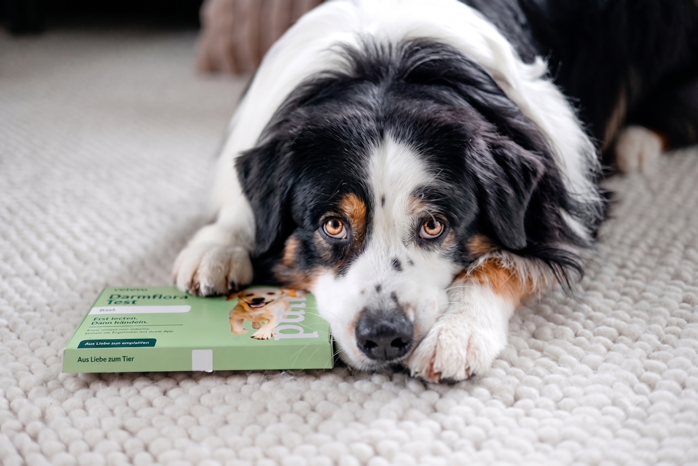Hund mit vetevo Testkit für Labortests zuhause