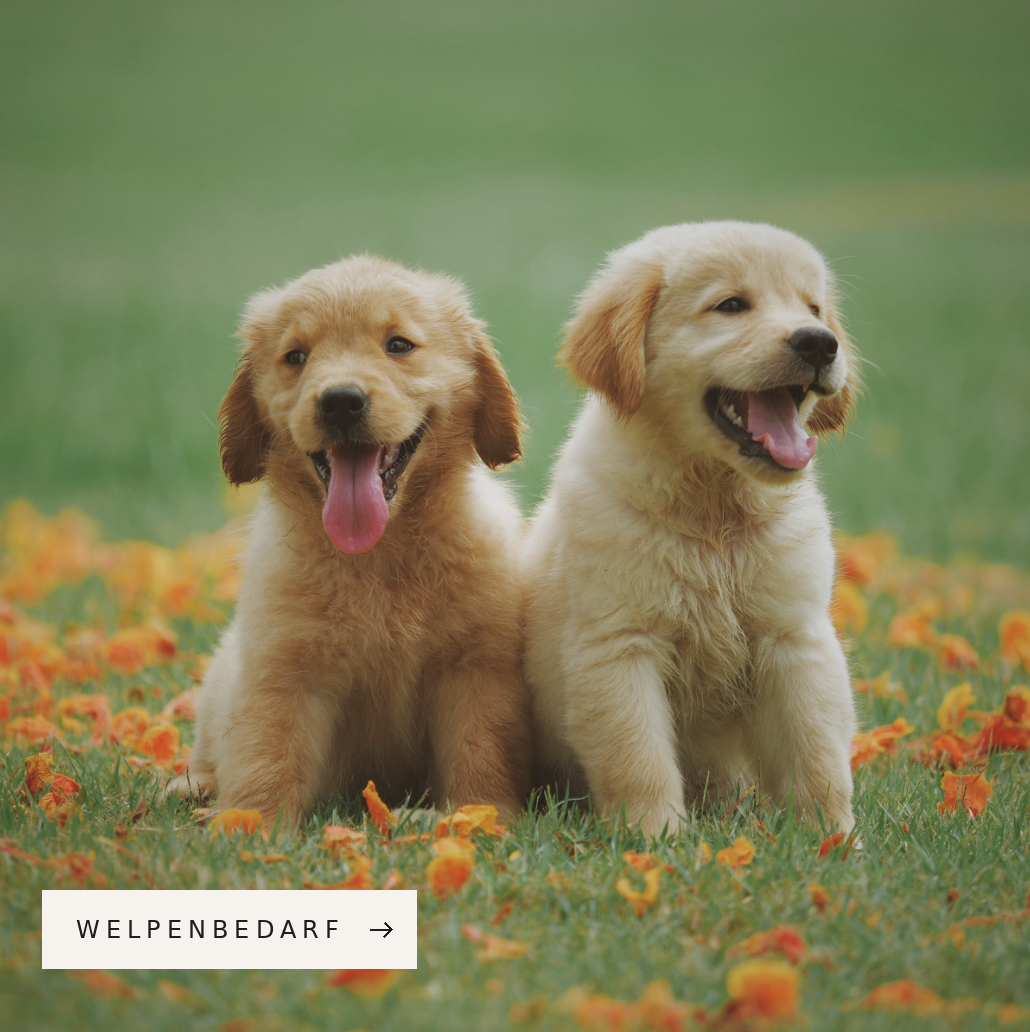 WELPENBEDARF – FUTTER, SPIELZEUG & ZUBEHÖR bei Woofshack kaufen