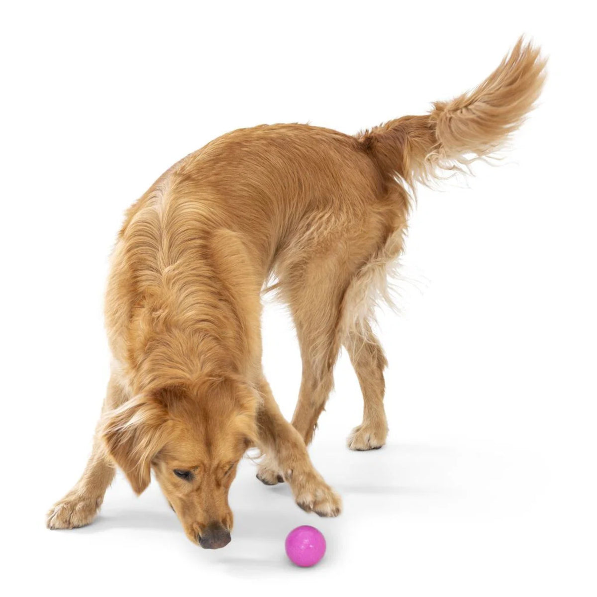 West Paw Zogoflex Boundr – Unzerstörbarer Hundeball für Apportierer, Wasserratten &amp; Kau-Enthusiasten | Spülmaschinenfest, schwimmfähig &amp; kompatibel mit Ballschleudern - Woofshack