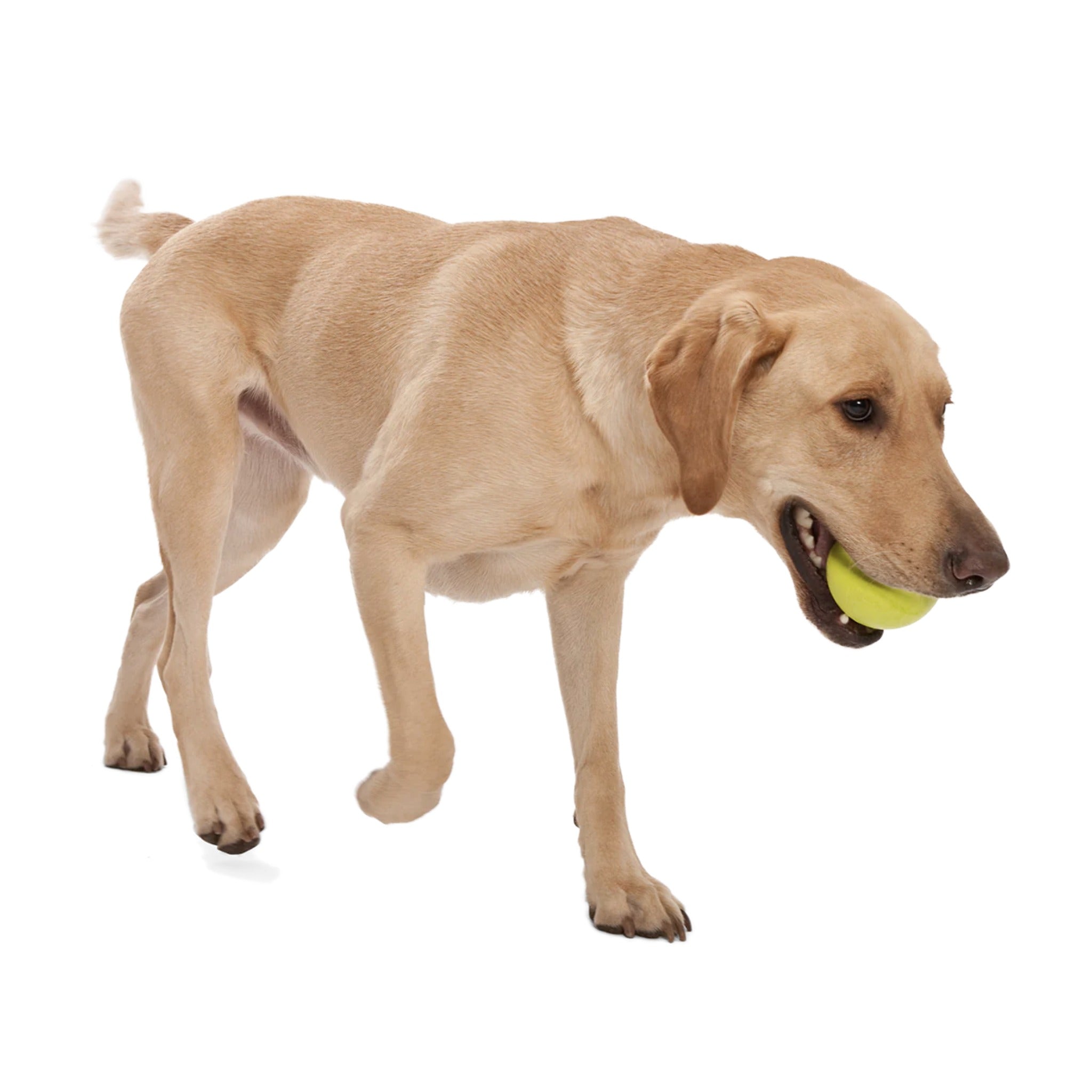 West Paw Zogoflex Jive, Hundespielzeug - Woofshack