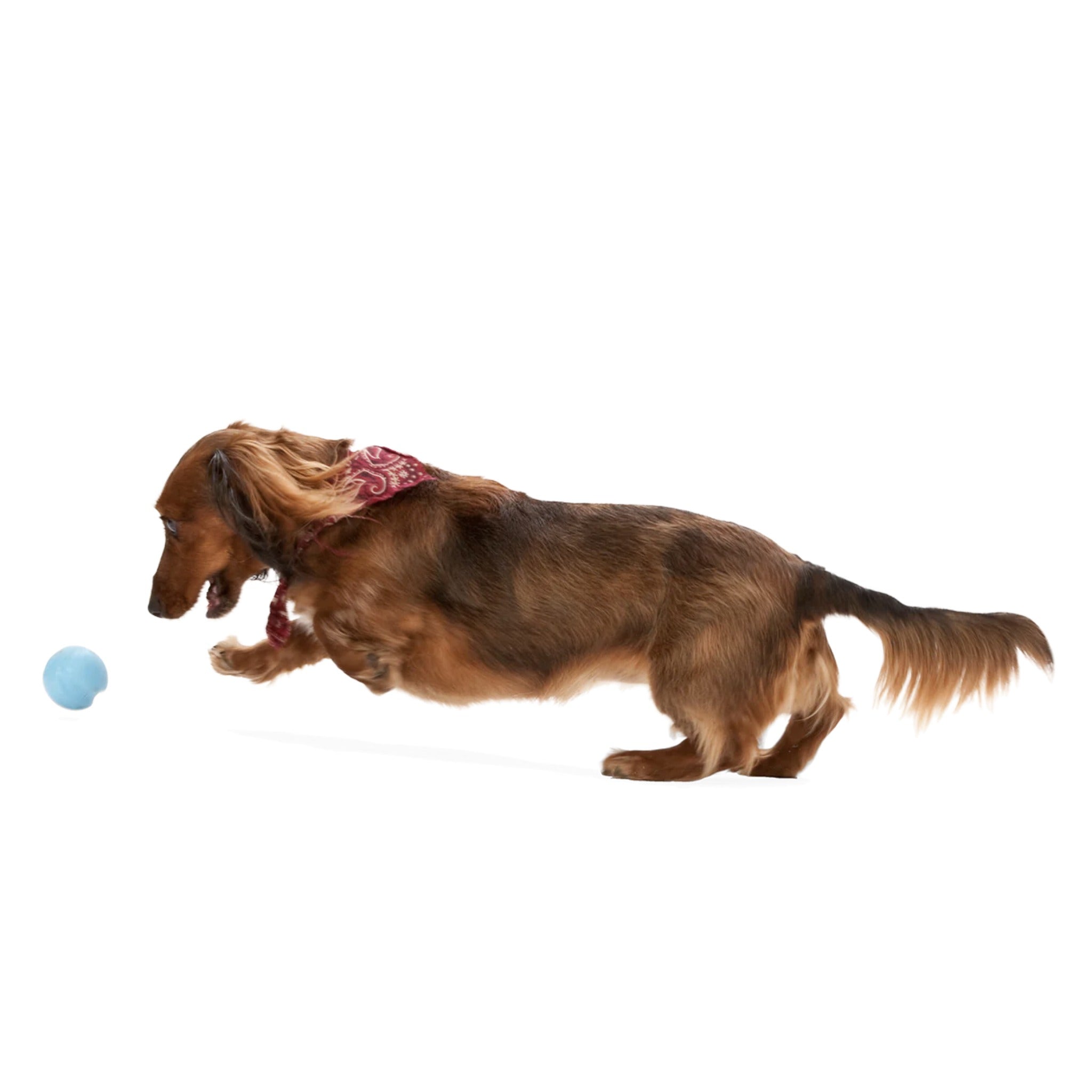 West Paw Zogoflex Jive, Hundespielzeug - Woofshack