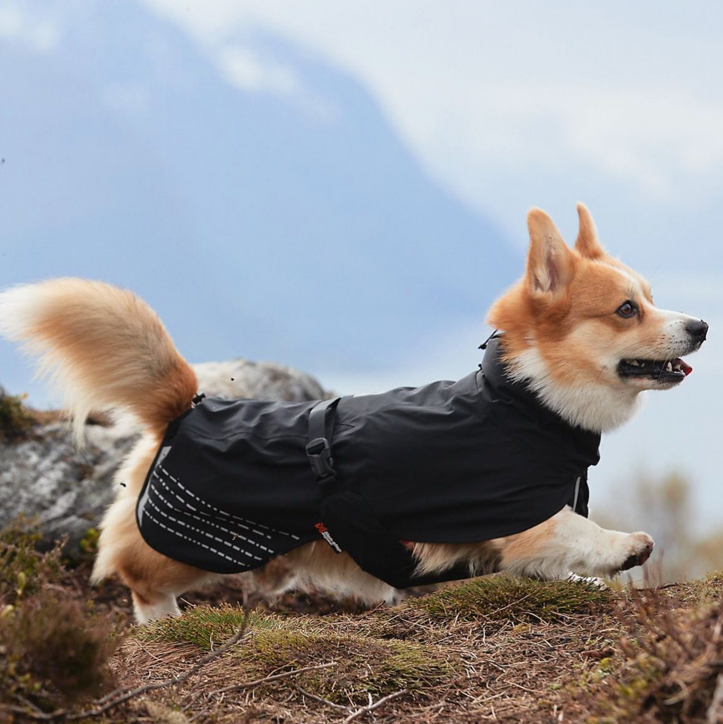 Instagram Pic Non-Stop dogwear Dog Coat