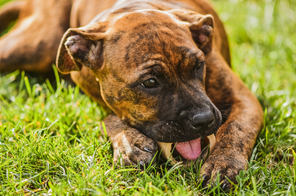 Zahnpflegesnacks für Hunde - Hund kaut in Wiese