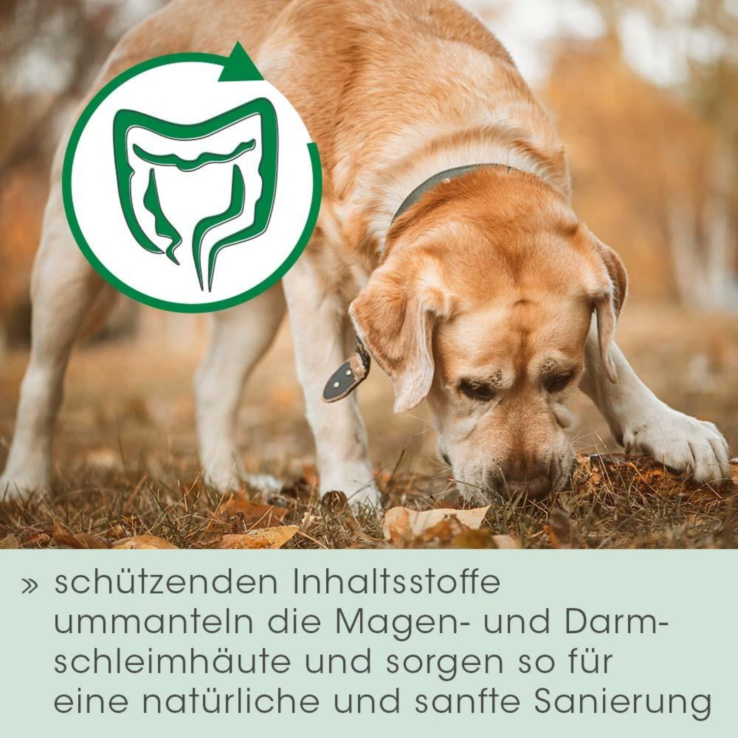 cdVet Magenschutz für Hunde - Woofshack