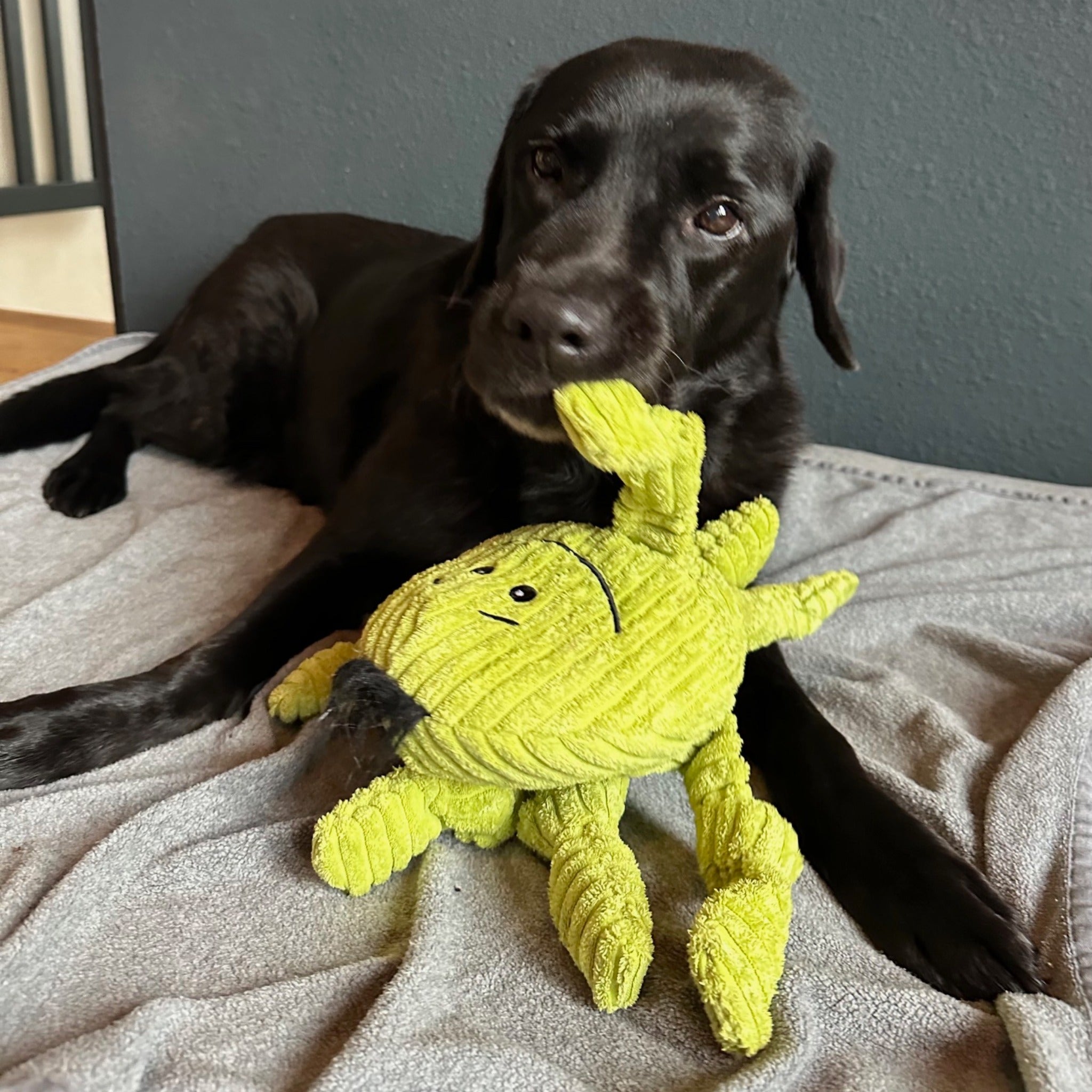 Hugglehounds Octavie Octopus Knottie, Hundespielzeug - Woofshack