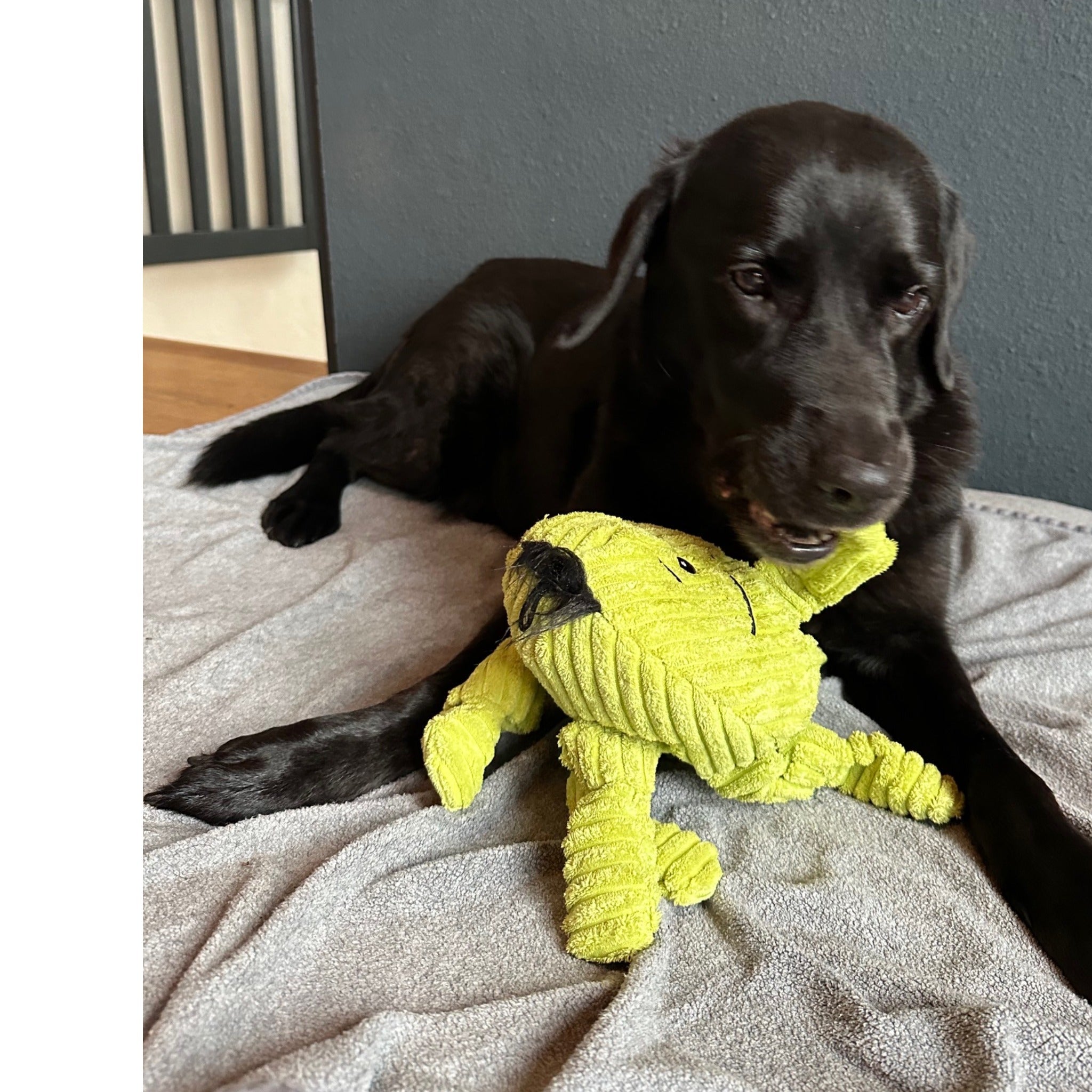 Hugglehounds Octavie Octopus Knottie, Hundespielzeug - Woofshack