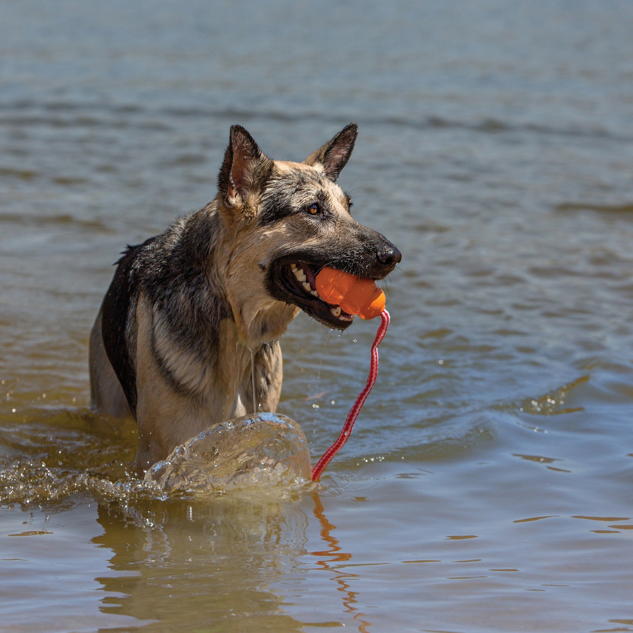 Kong Aqua Wasserspielzeug, Hundespielzeug - Woofshack