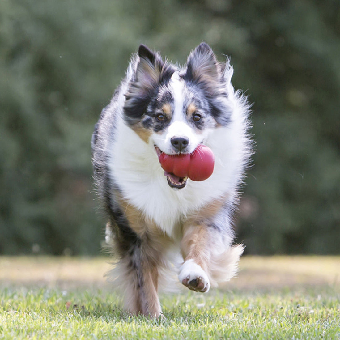 Kong Classic Kauspielzeug, Hundespielzeug - Woofshack