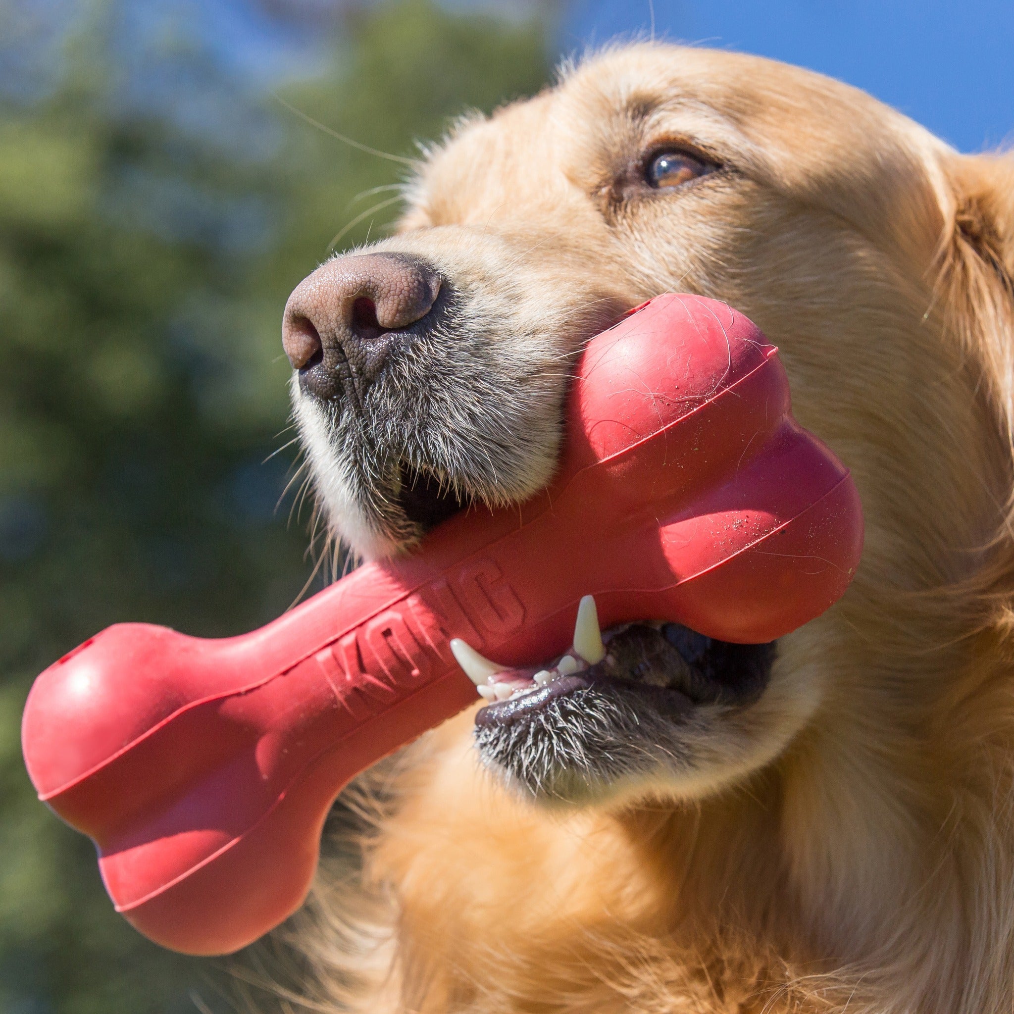 Kong Goodie Bone Kauspielzeug, Hundespielzeug - Woofshack