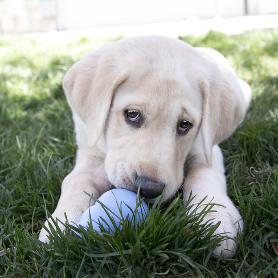 Kong Puppy Kauspielzeug für Welpen, Hundespielzeug - Woofshack