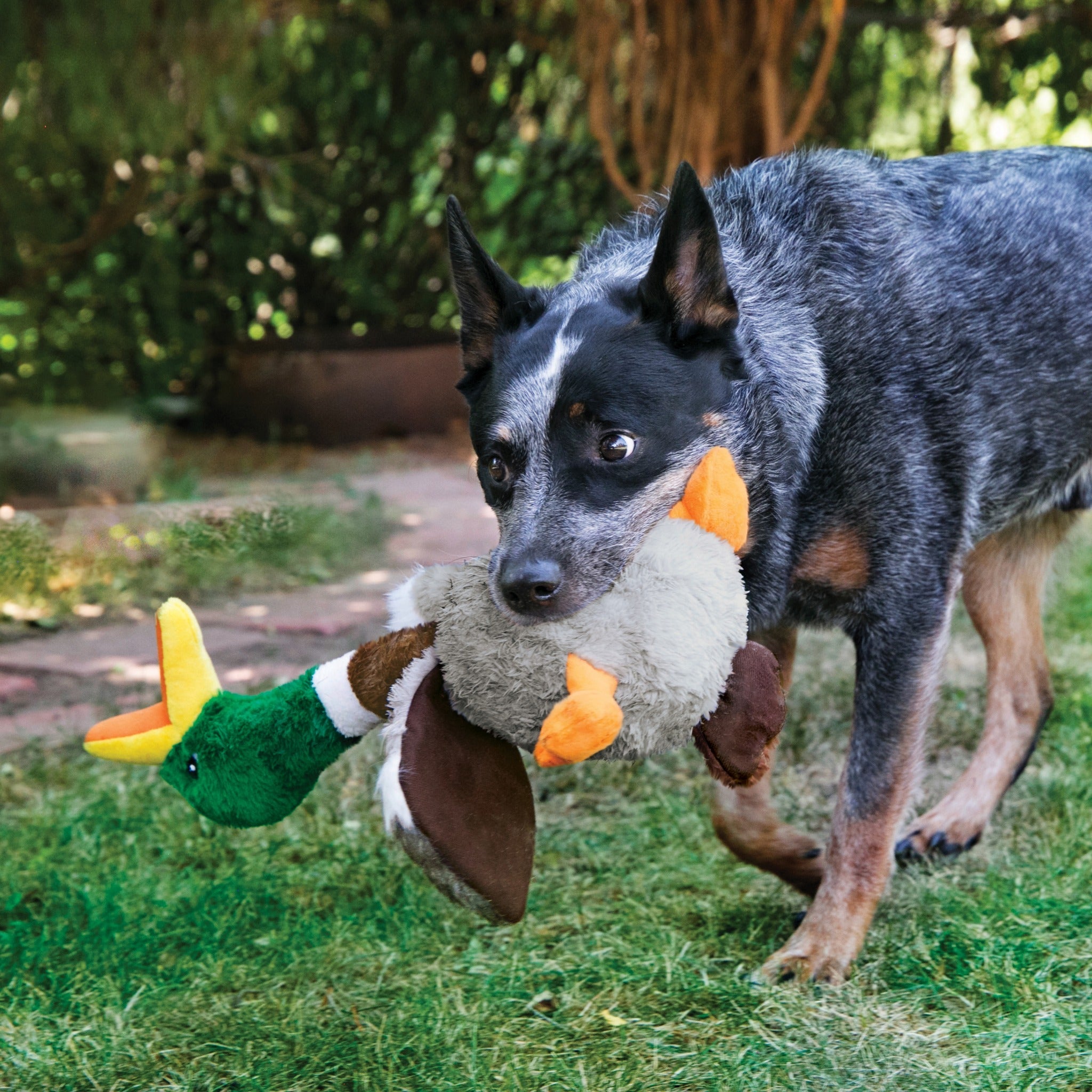 Kong Shakers Honkers Ente, Hundespielzeug - Woofshack