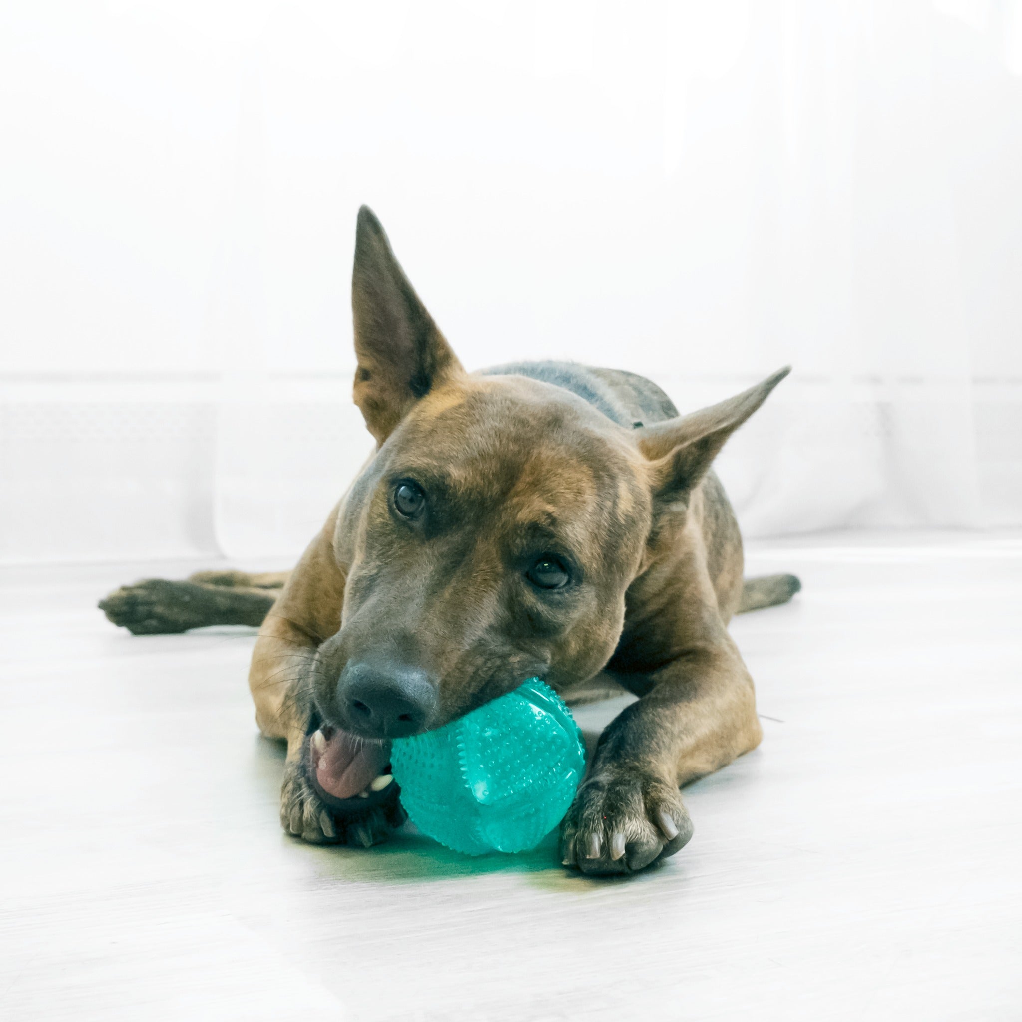 Kong Squeezz Dental Ball, Hundespielzeug - Woofshack
