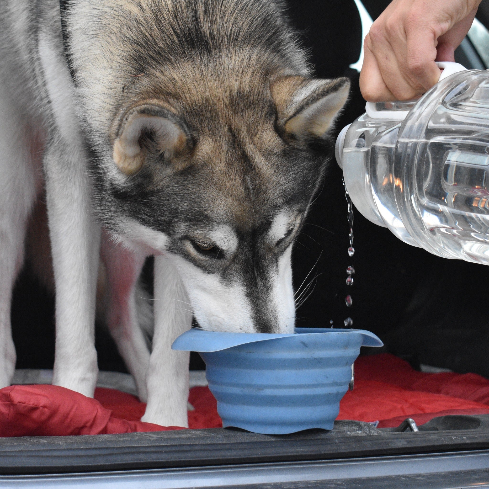 Kurgo Collaps A Bowl, Hundenapf - Woofshack