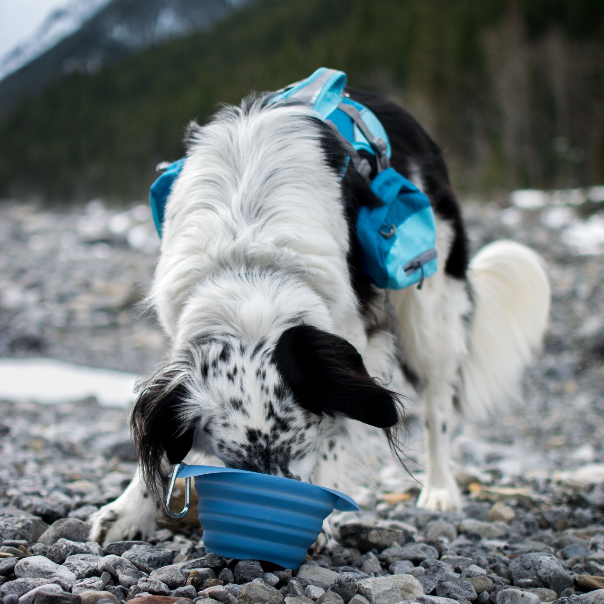 Kurgo Collaps A Bowl, Hundenapf - Woofshack