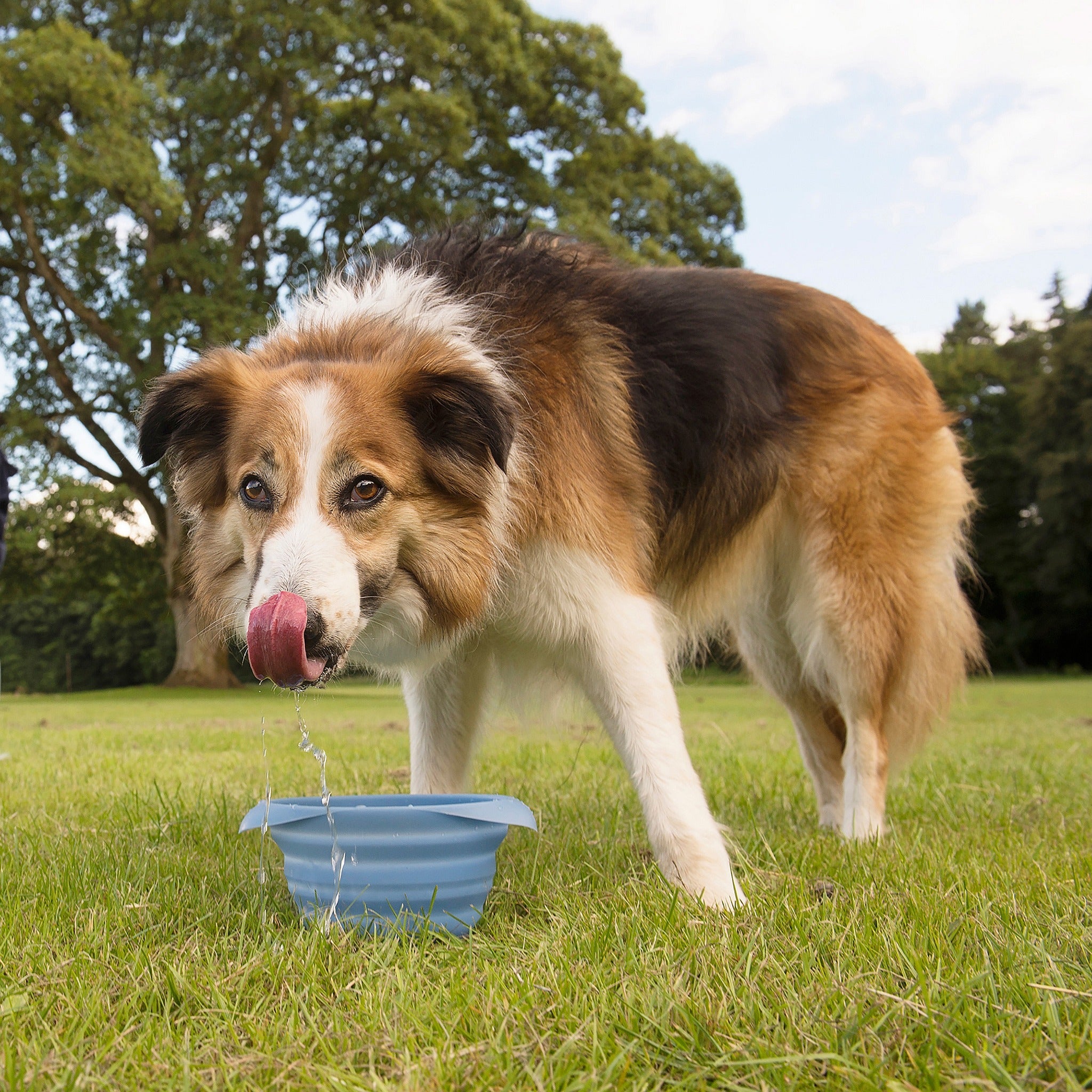 Kurgo Collaps A Bowl, Hundenapf - Woofshack